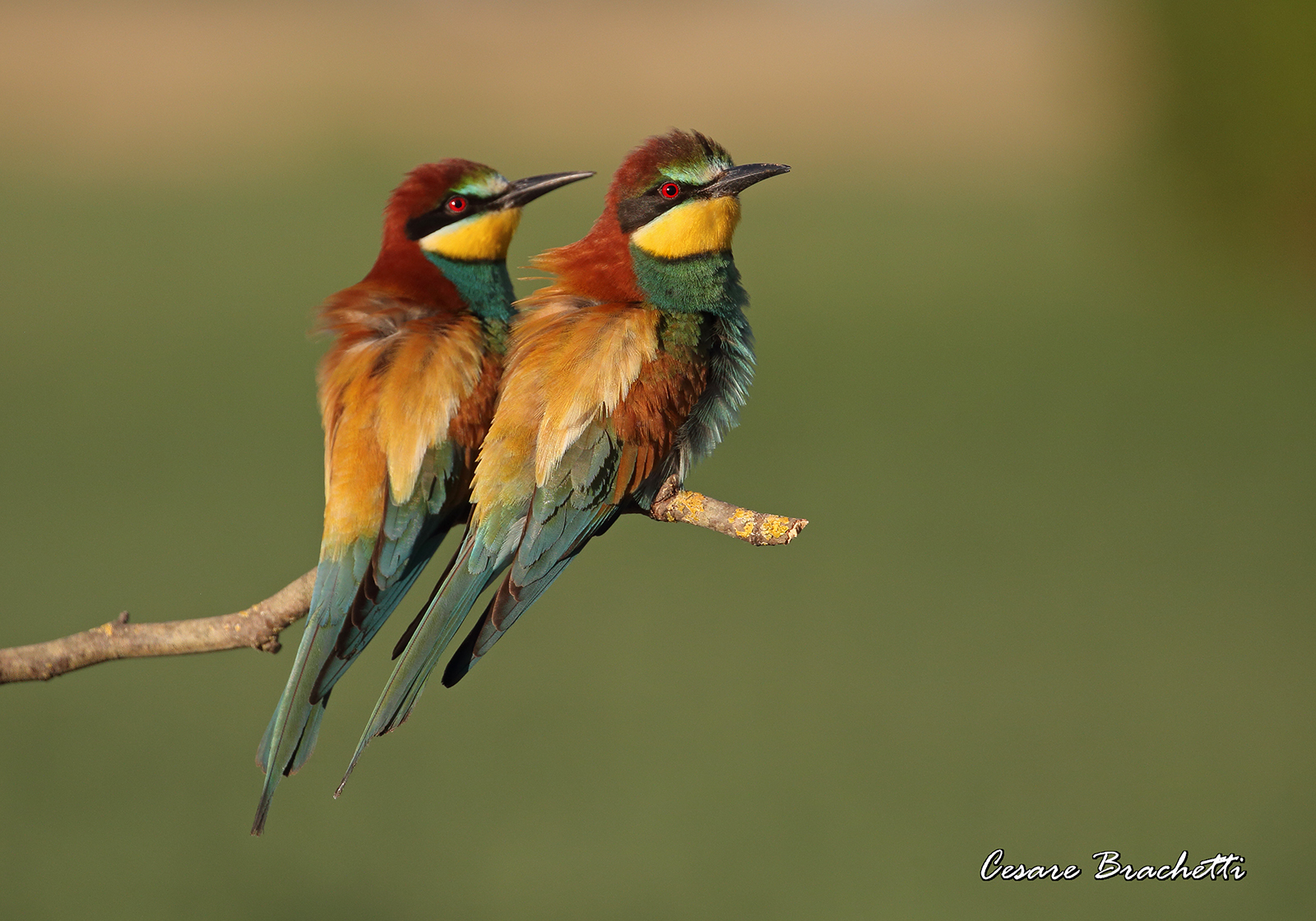Bee-eaters first light, with a slight haze....