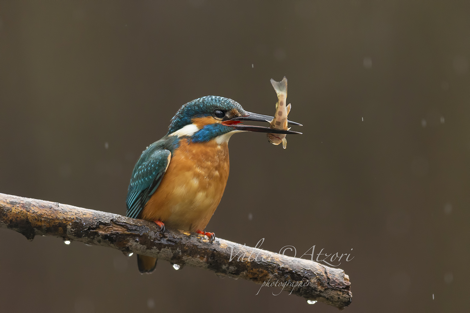 Kingfisher with prey in the rain...