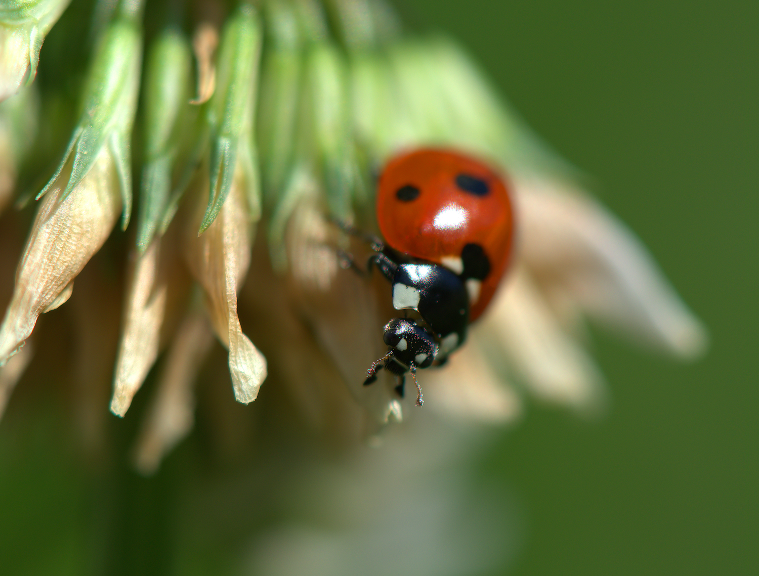 Coccinella...