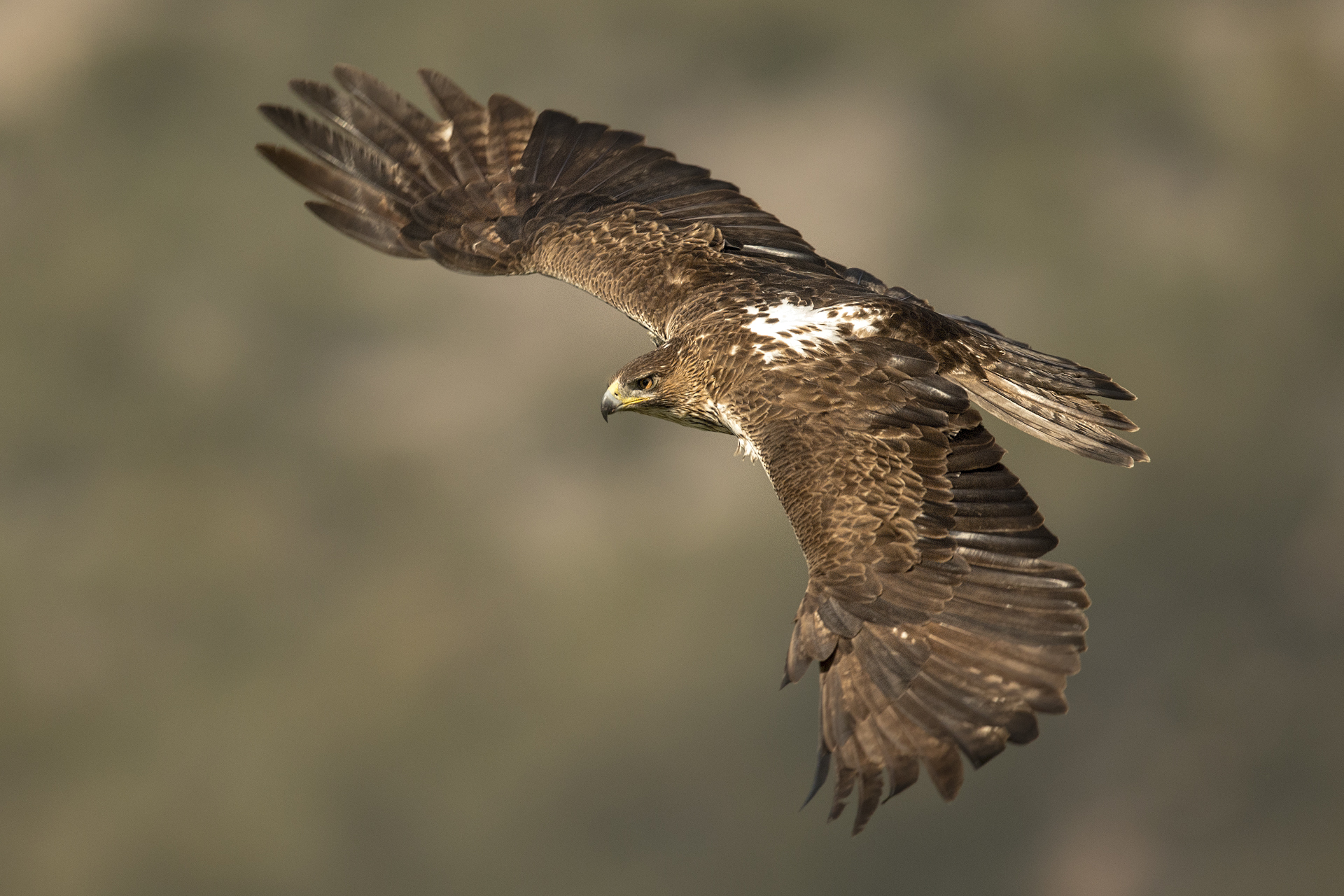 Aquila del bonelli femmina (Aquila fasciata)...