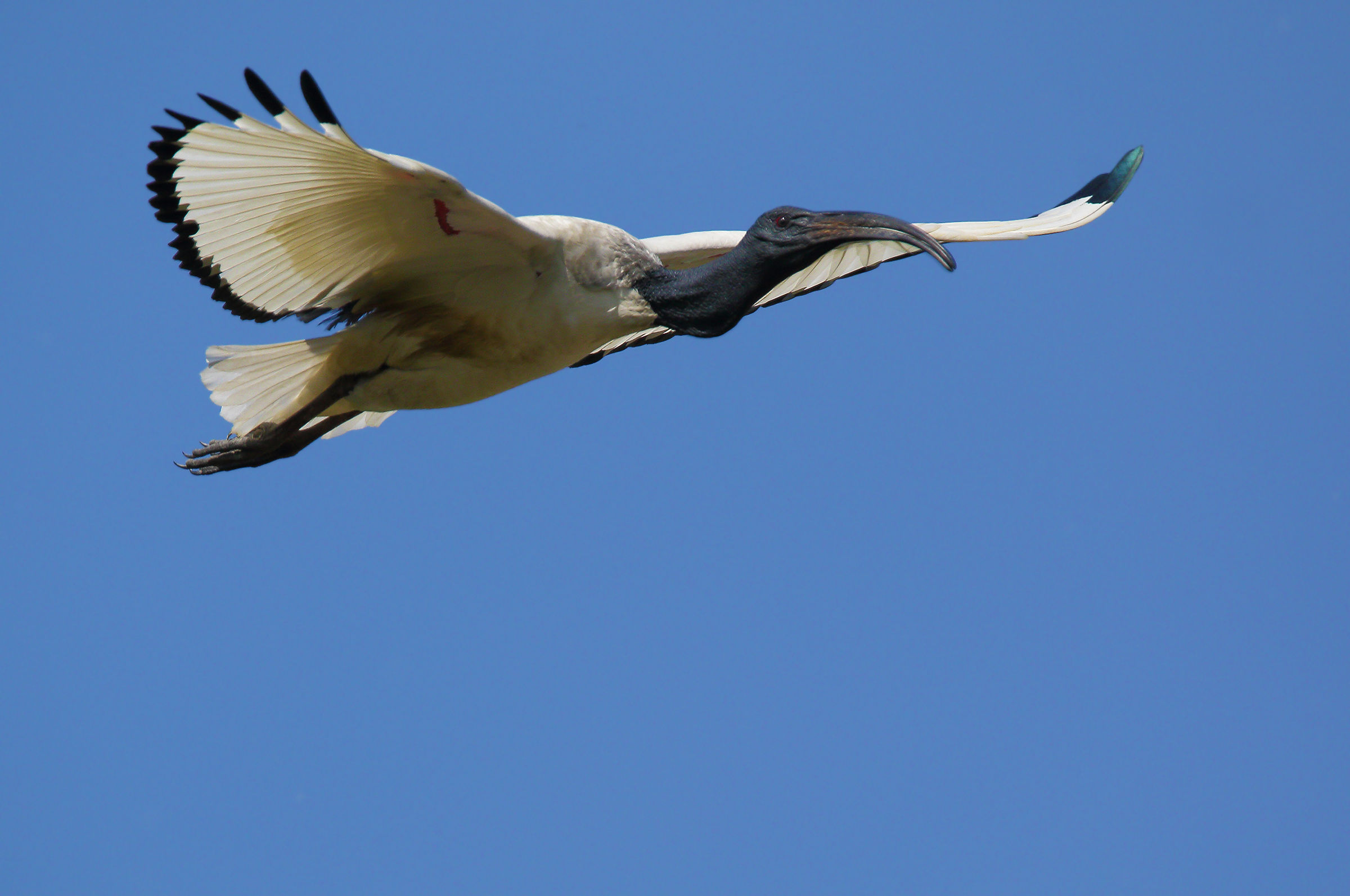 il volo dell ibis...