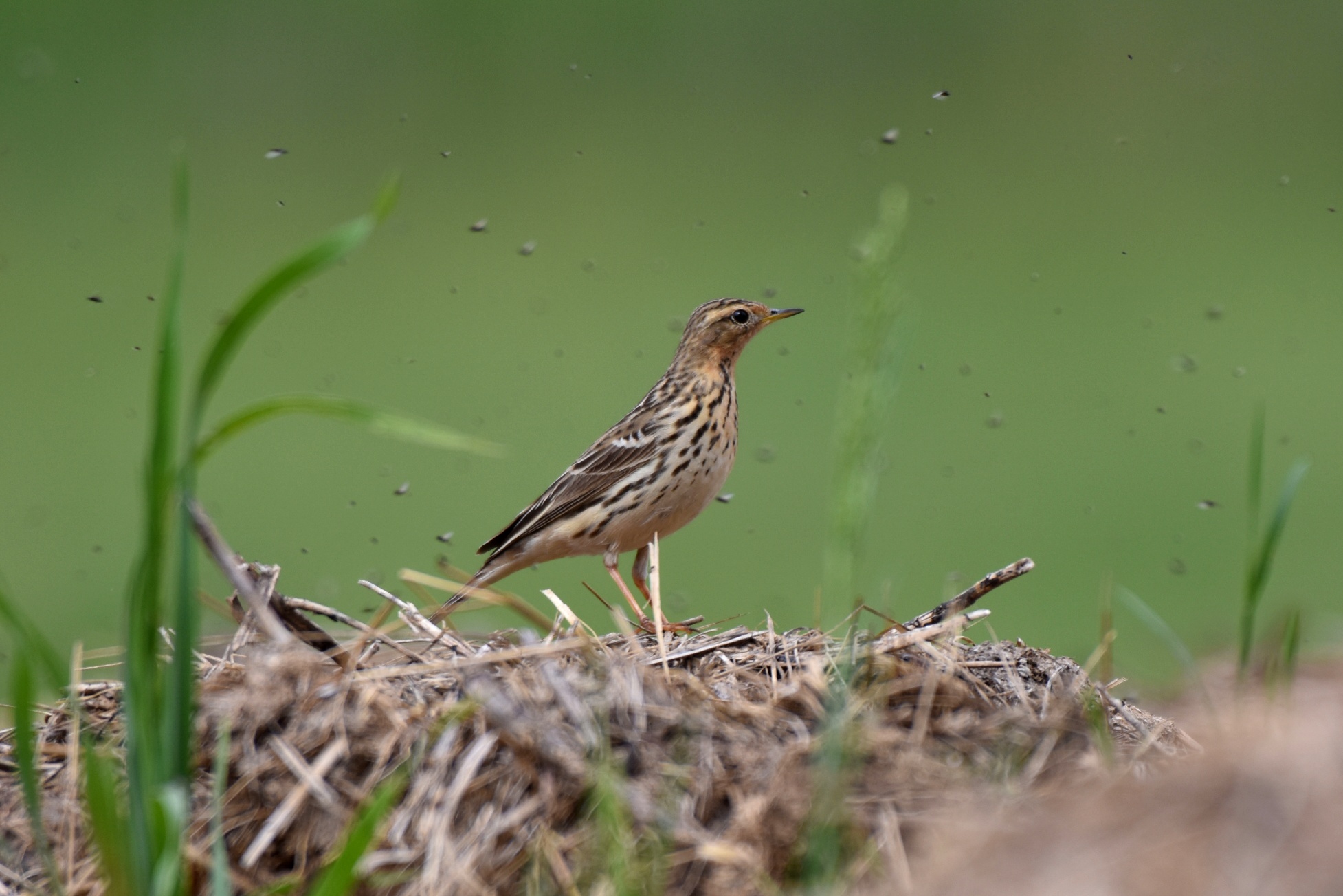 Red-throated Pipit...