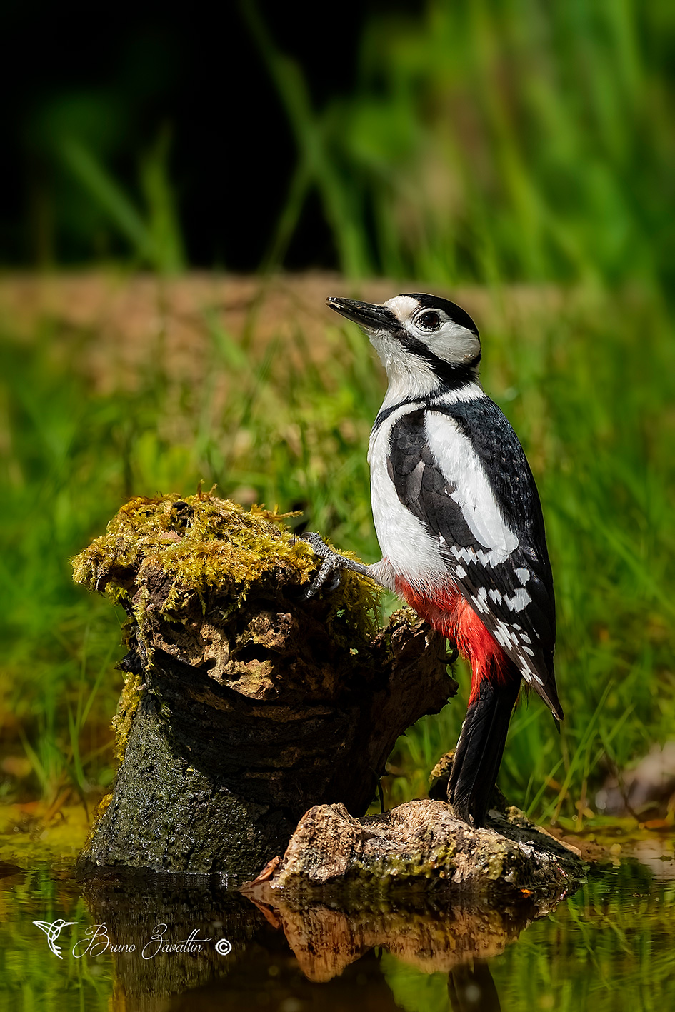 Great spotted Woodpecker...