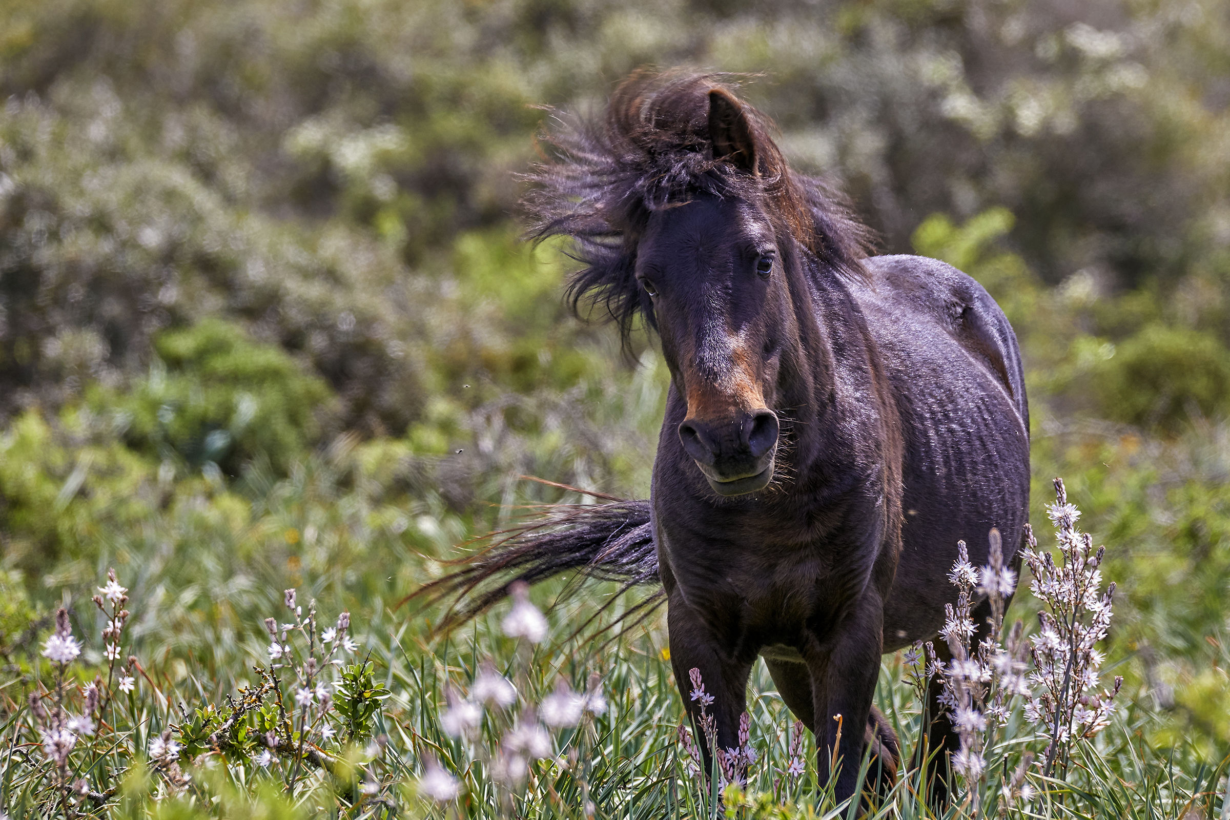 The last wild horses in Europe...
