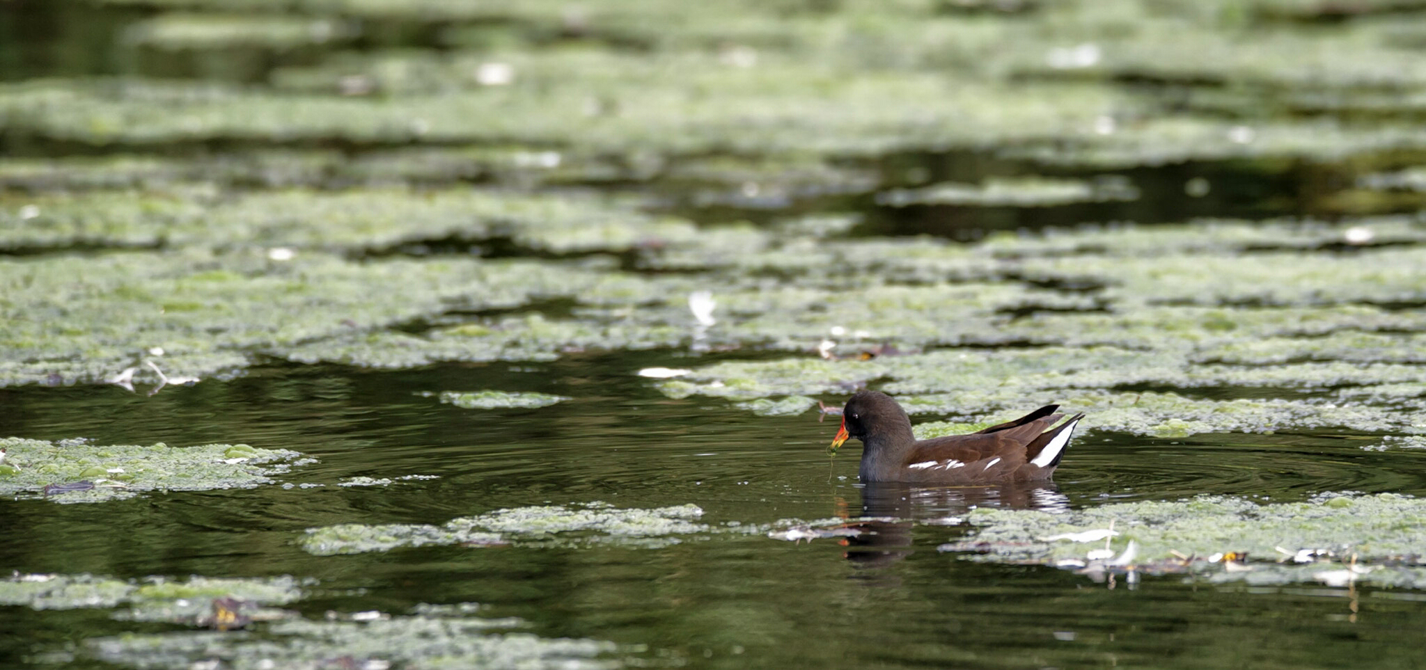 Moorhen...