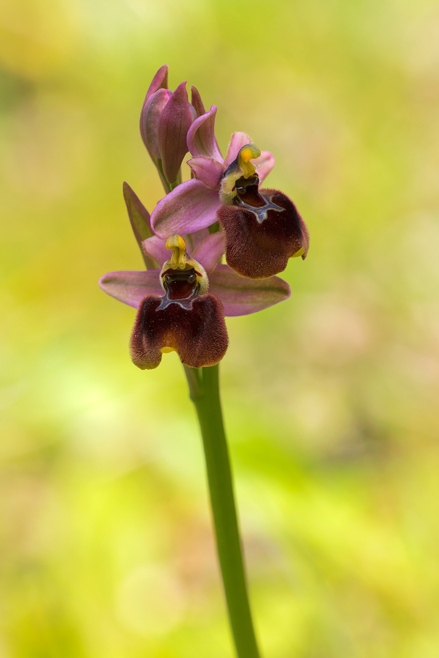 Ophrys x laconensis Safei et Fat...