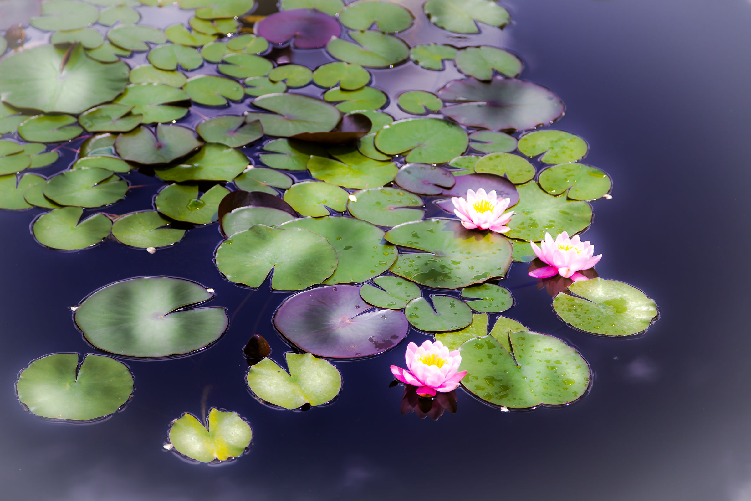 Water lilies in Sigurtà...