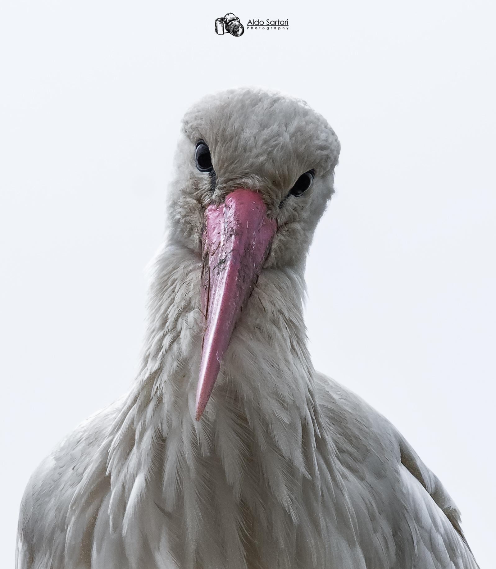 Portrait of Stork...