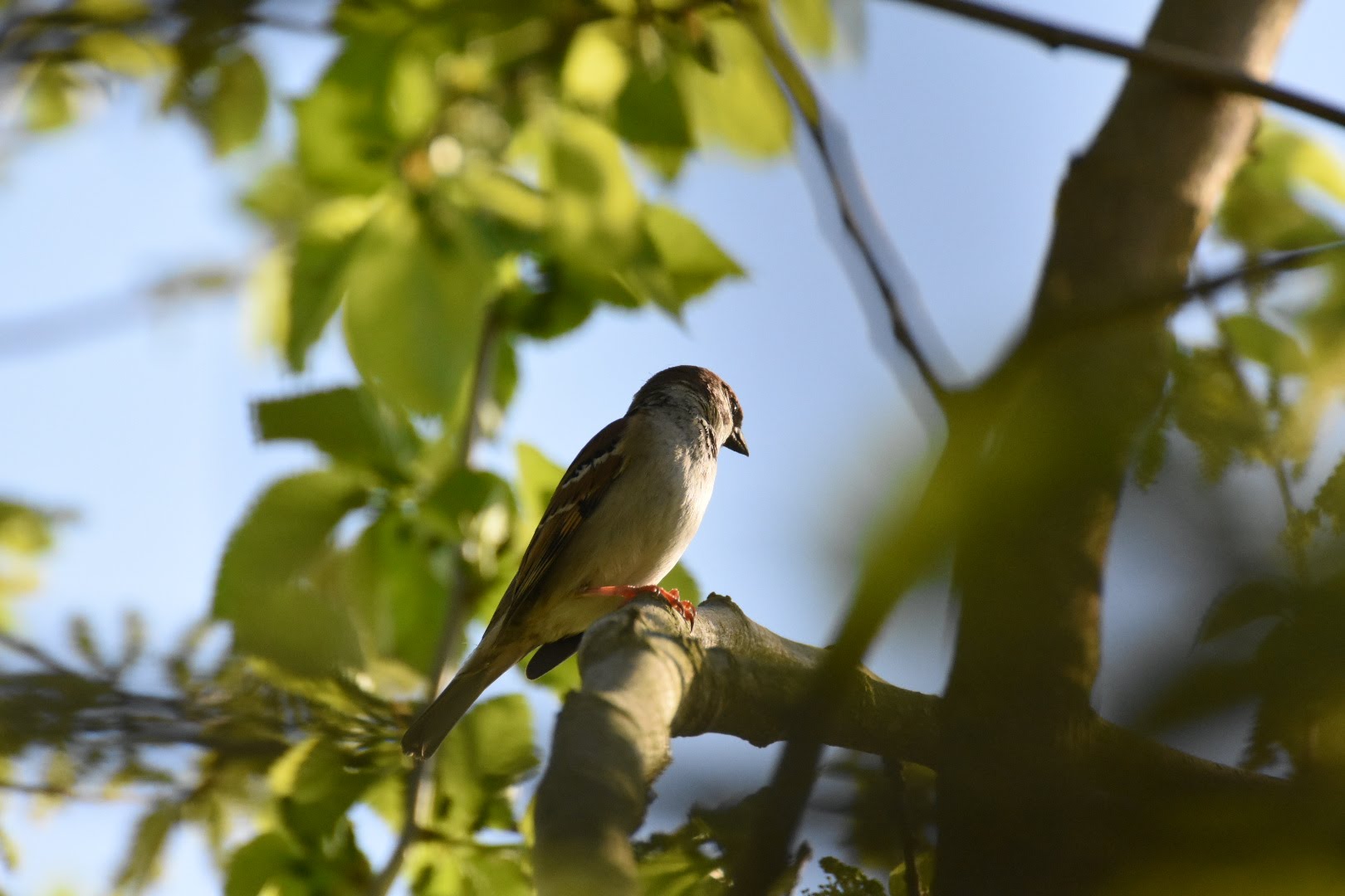 Sparrow in the Sun...