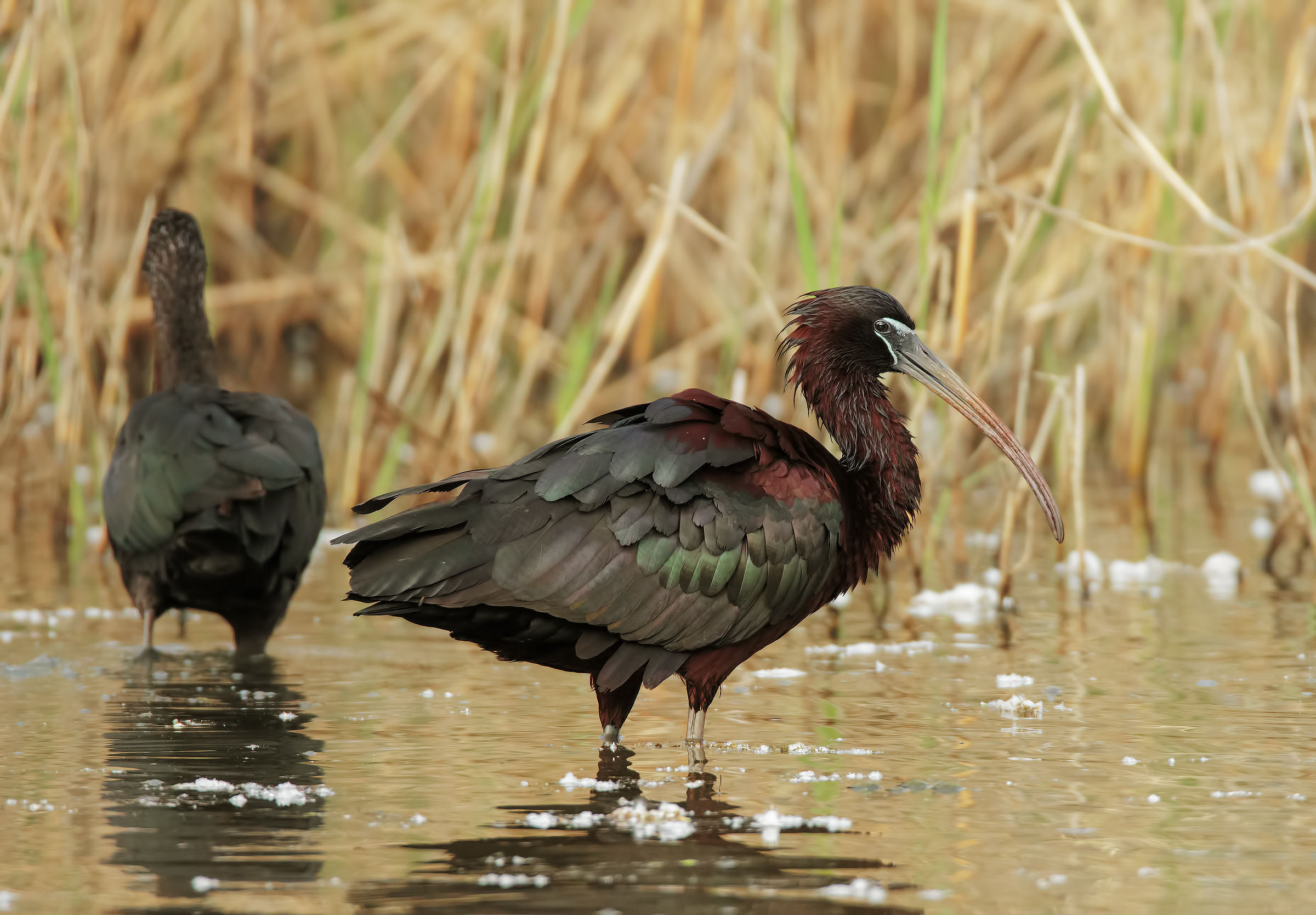 Glossy ibis...