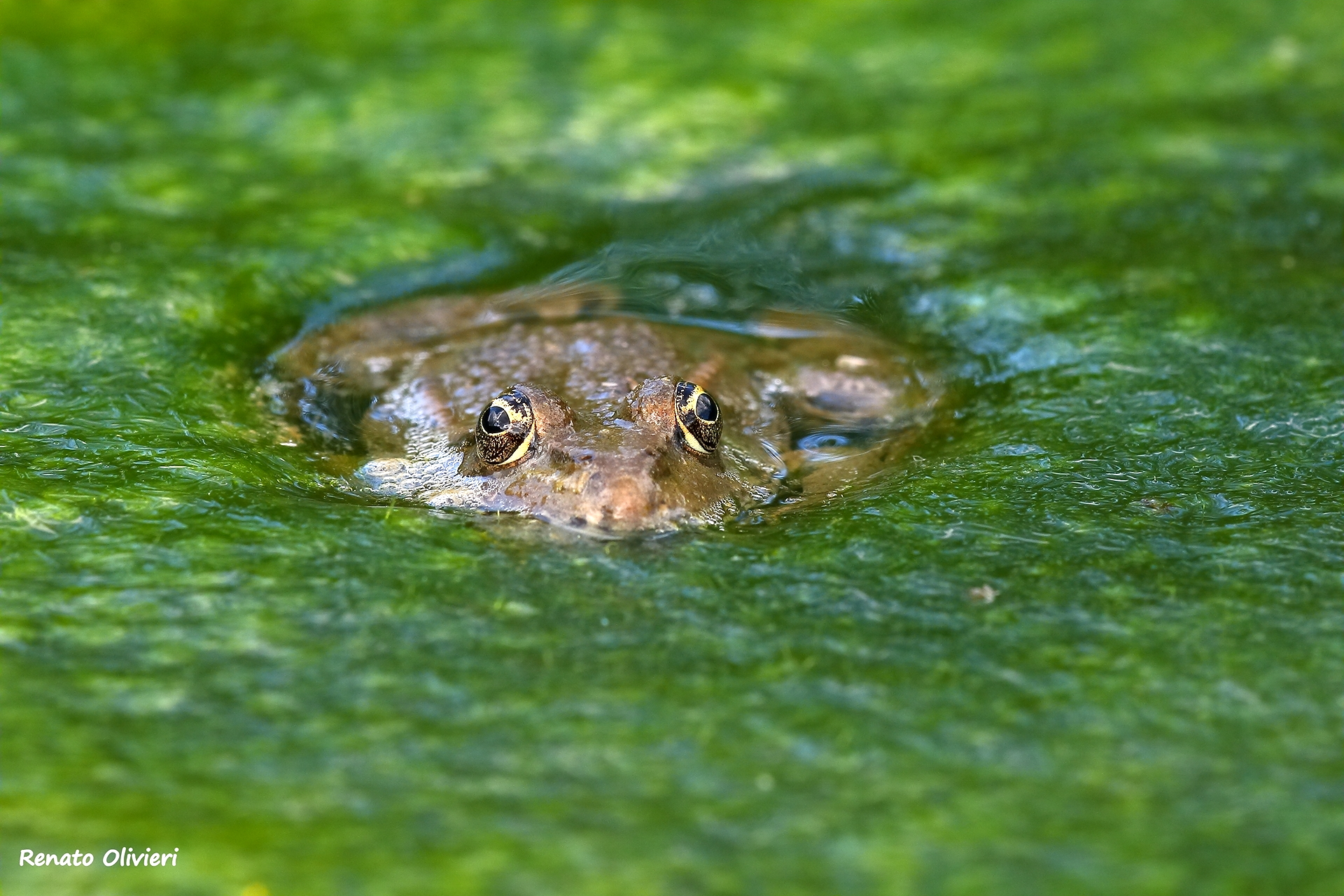 Common frog...
