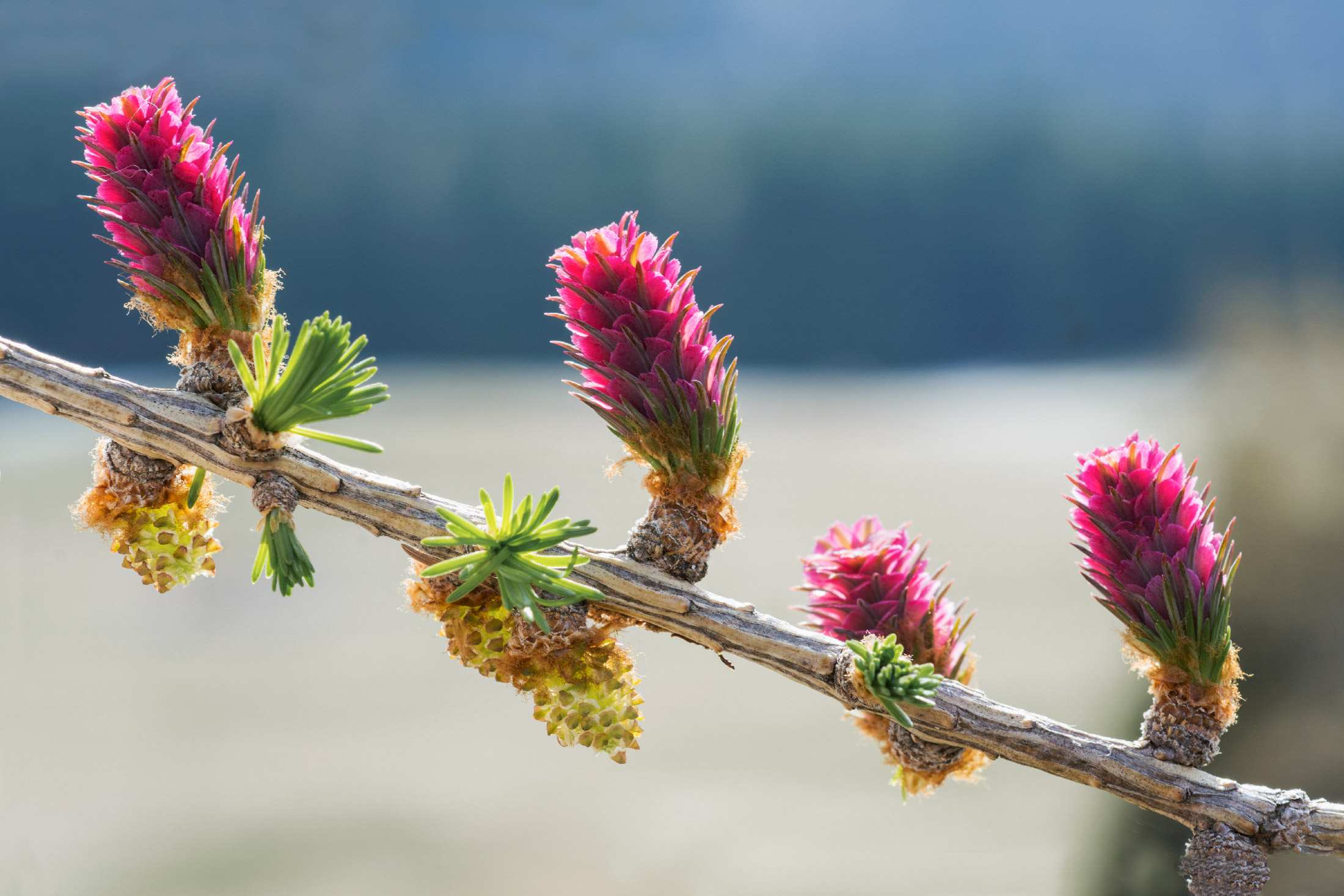 The flower of larch...
