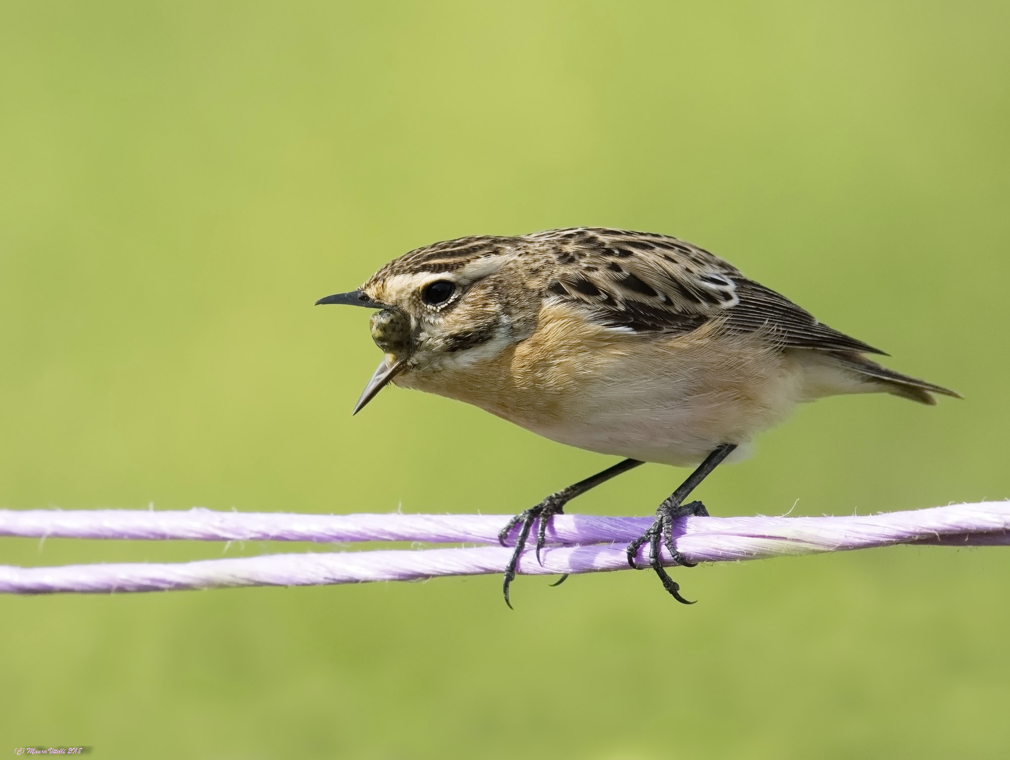 The indigestible Rigurgido of Whinchat (Saxicola rubetr...