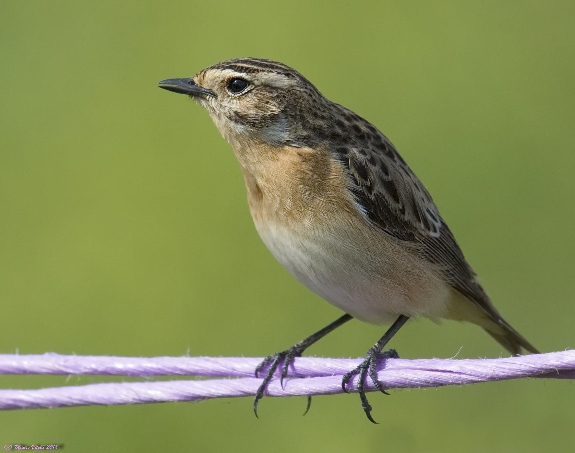 Whinchat (female)...