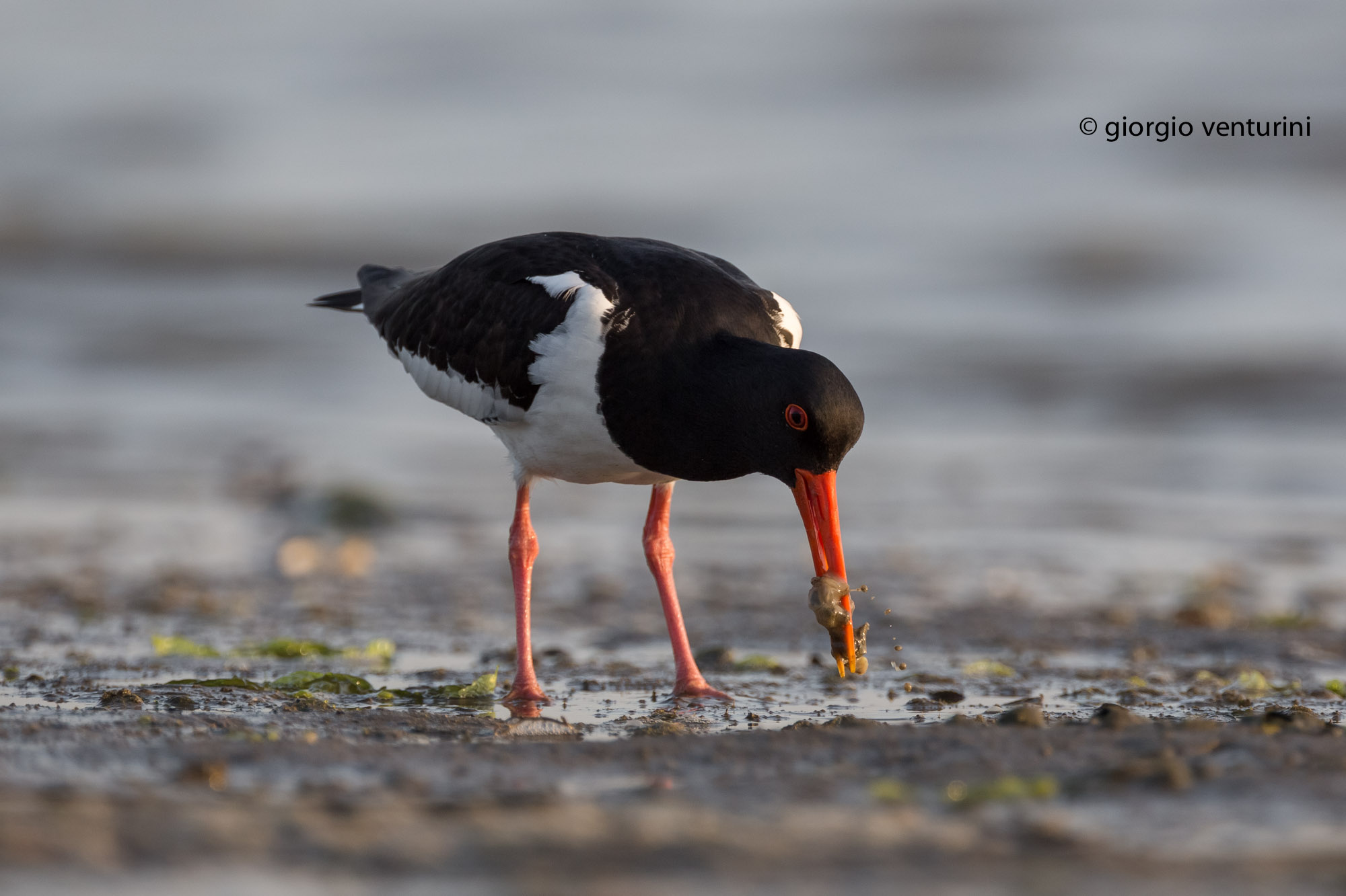 Sea Woodcock...