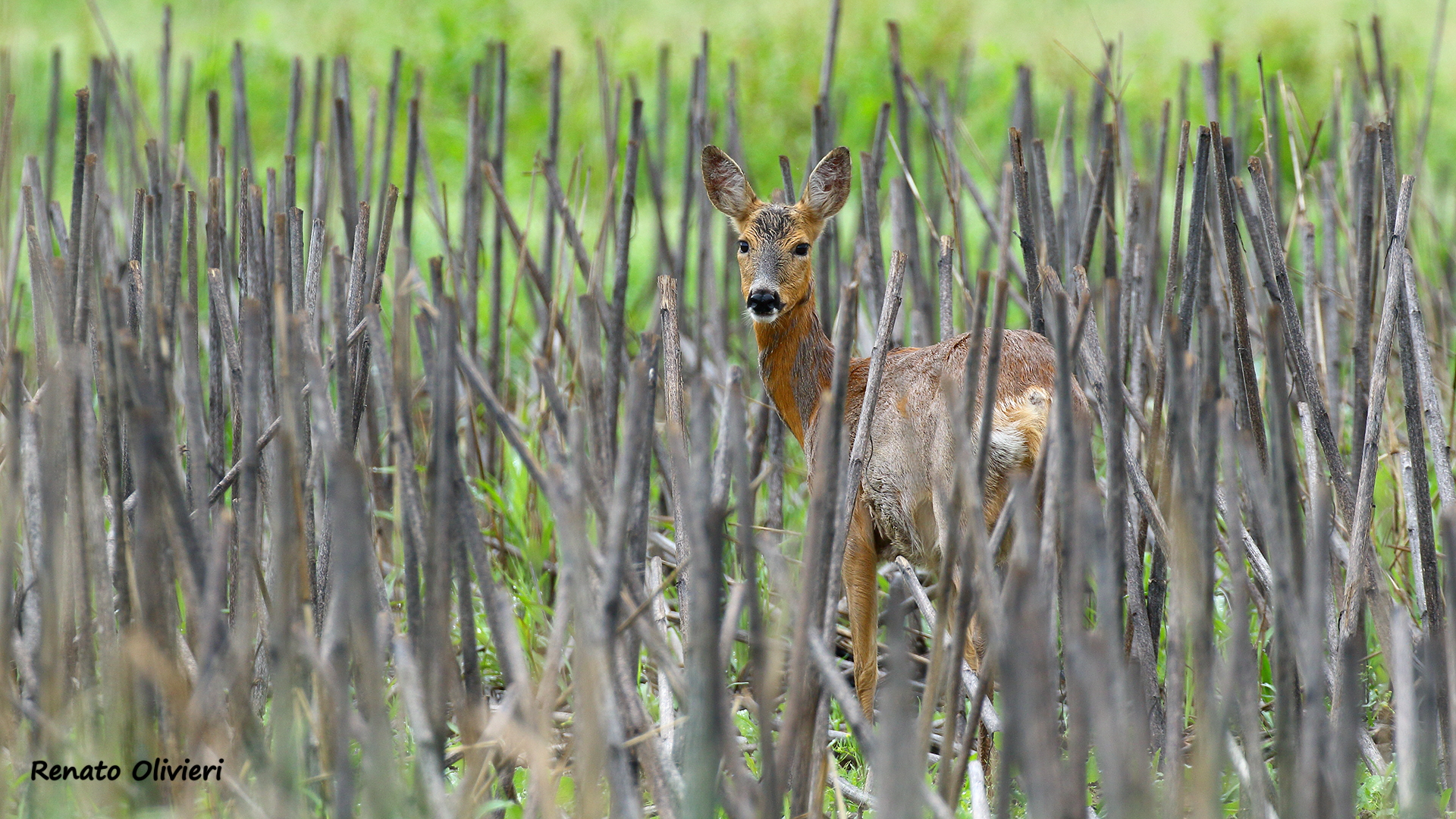 Roe deer on the edge of the forest...