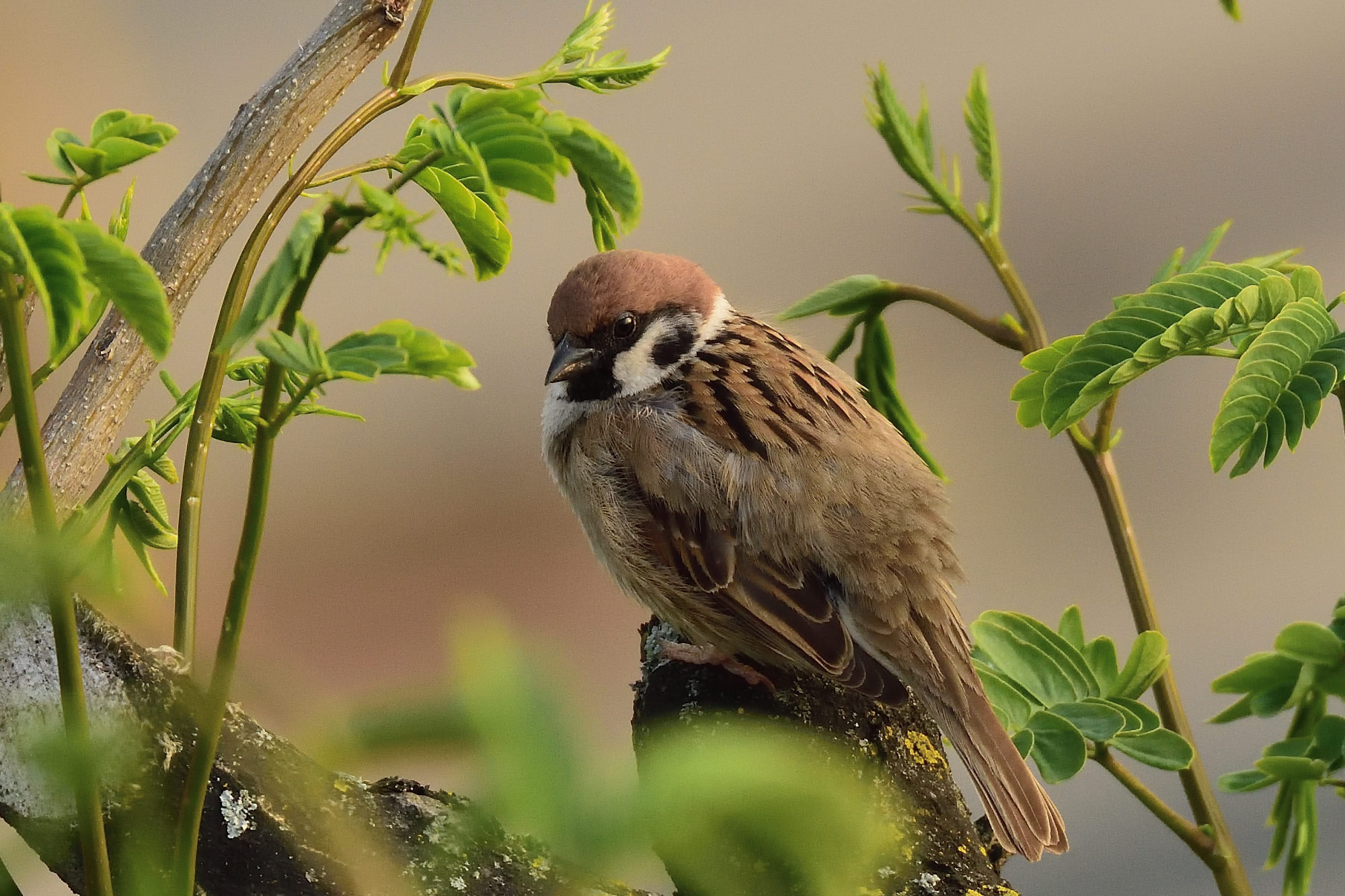 Sparrow...