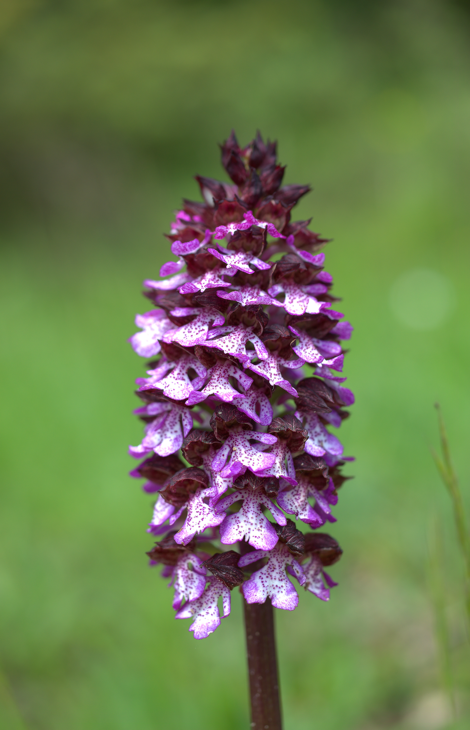 Orchis purpurea...