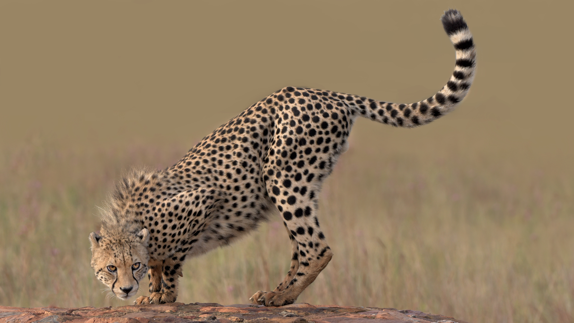 Cheetah Ready to hunt...