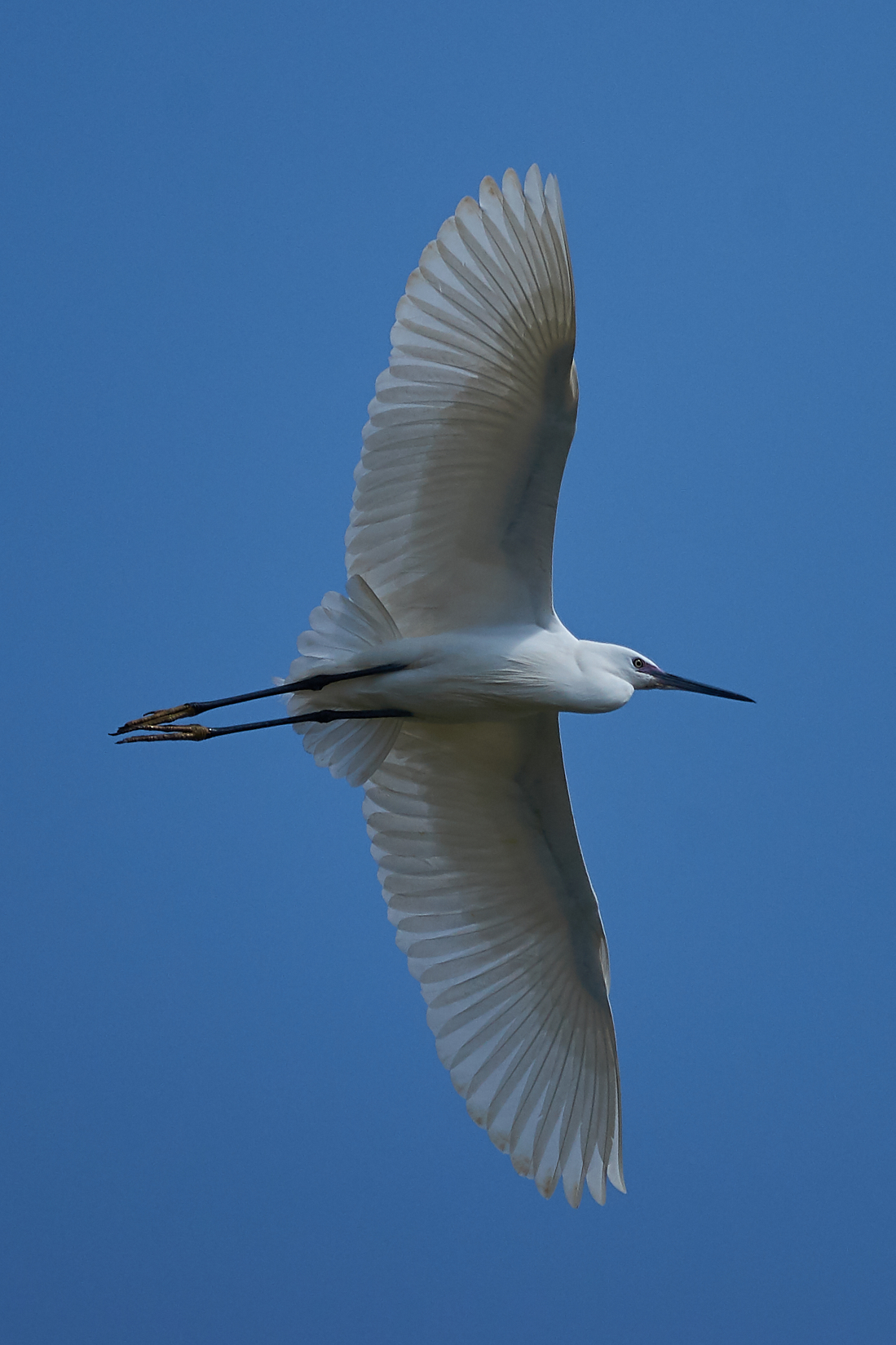 Egret...