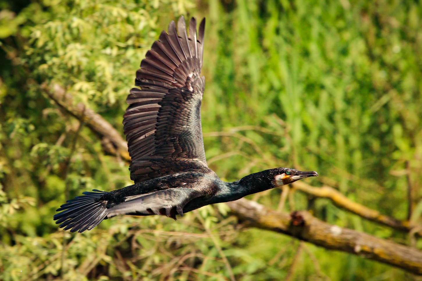 Cormorant in flight ...