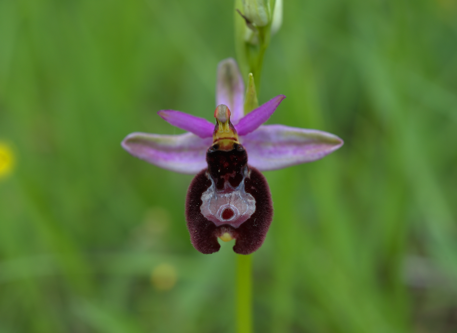 Ophrys Bailey...