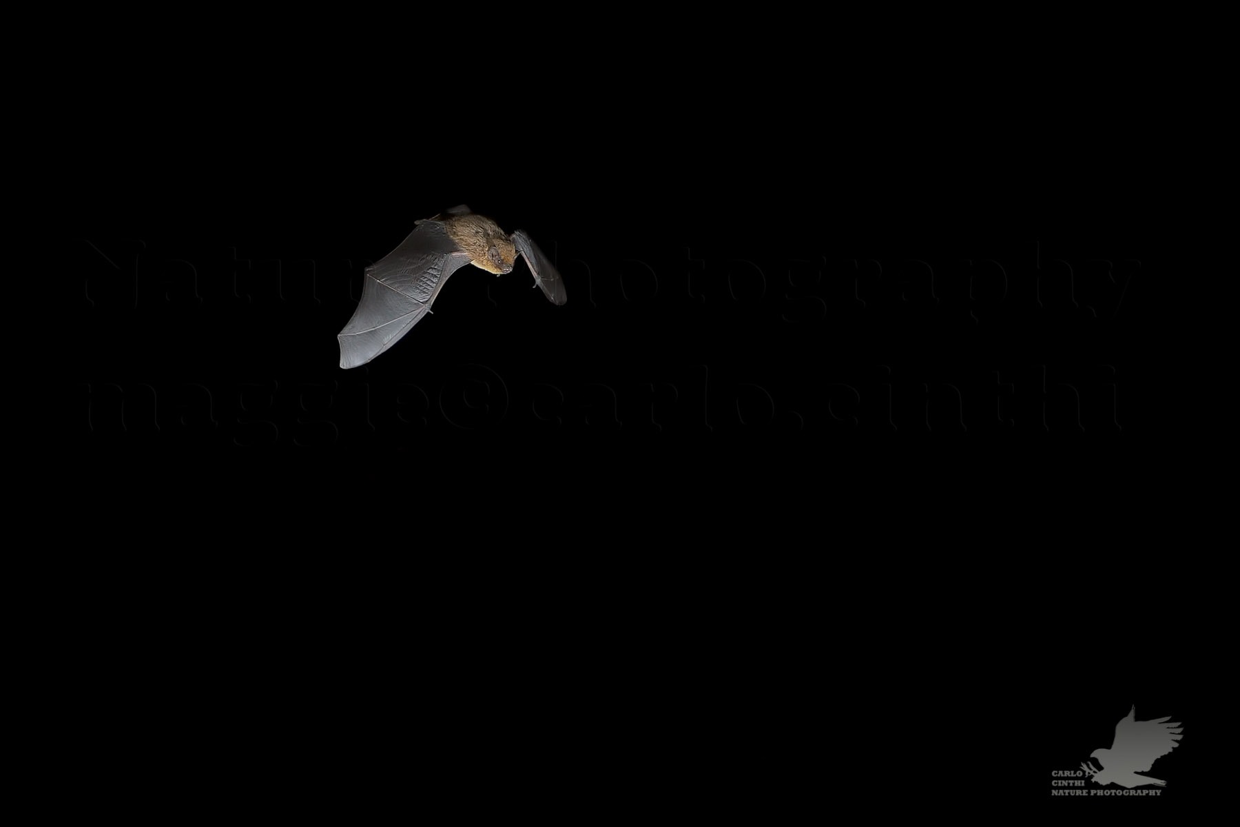 Bat ...