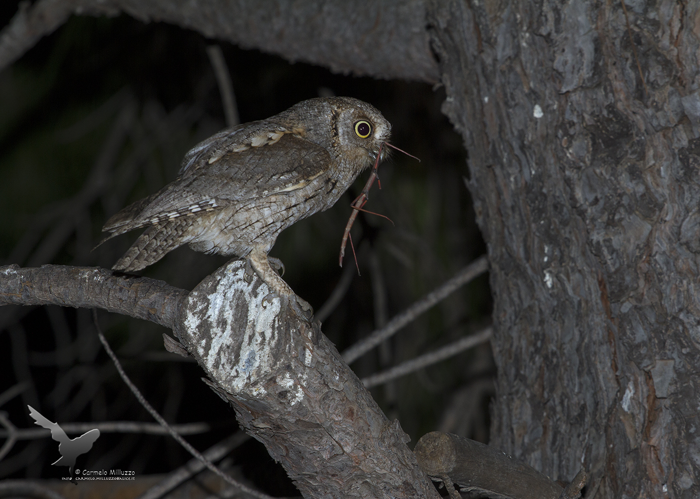The owl and the stick bug...