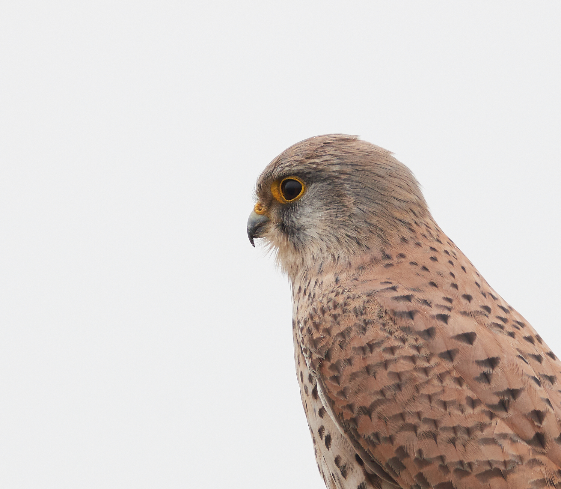 Kestrel close up...