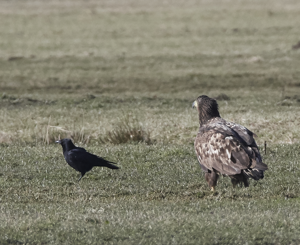 Aquila di mare europea e corvo nero sfrontato...