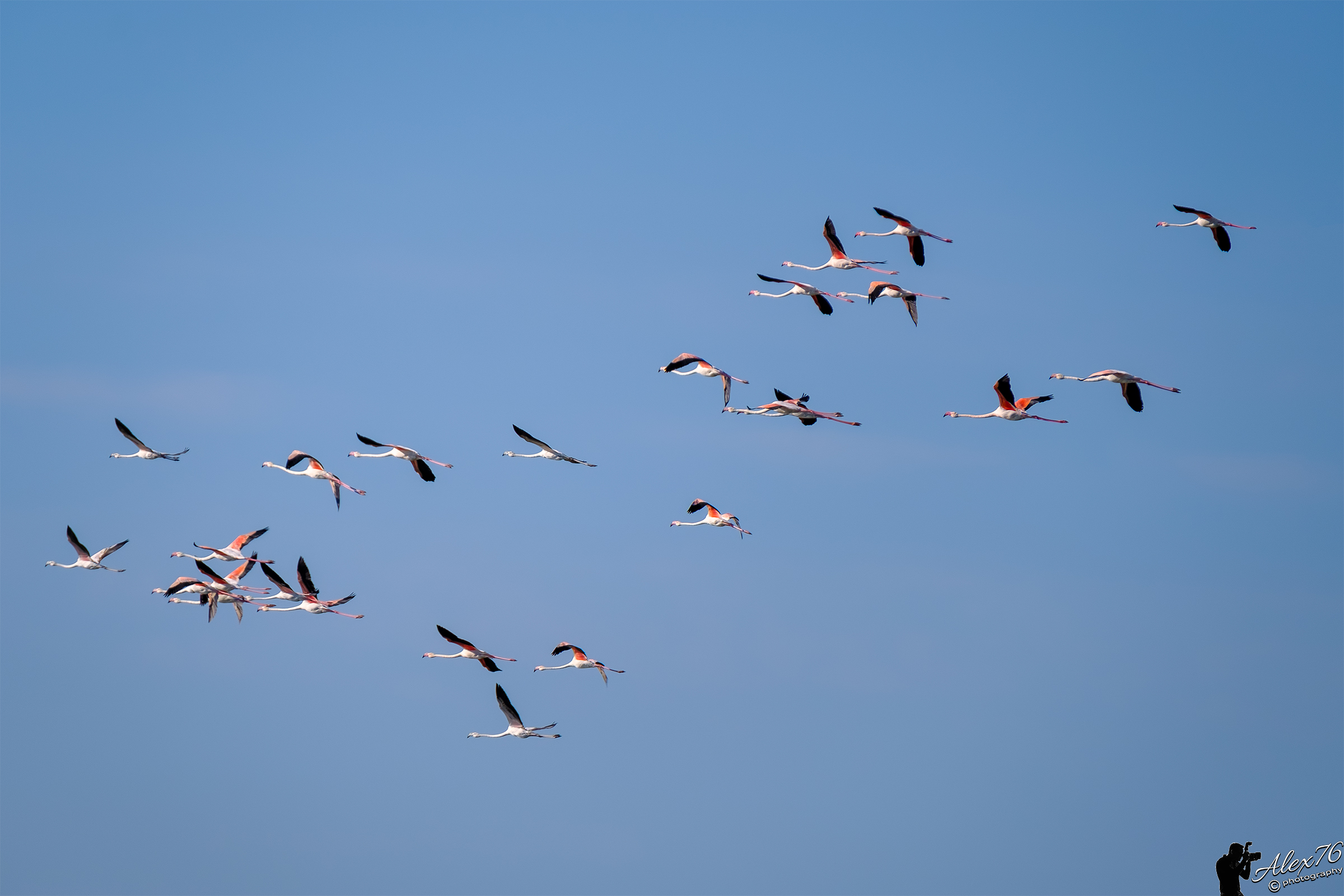 The flight of Flamingos...