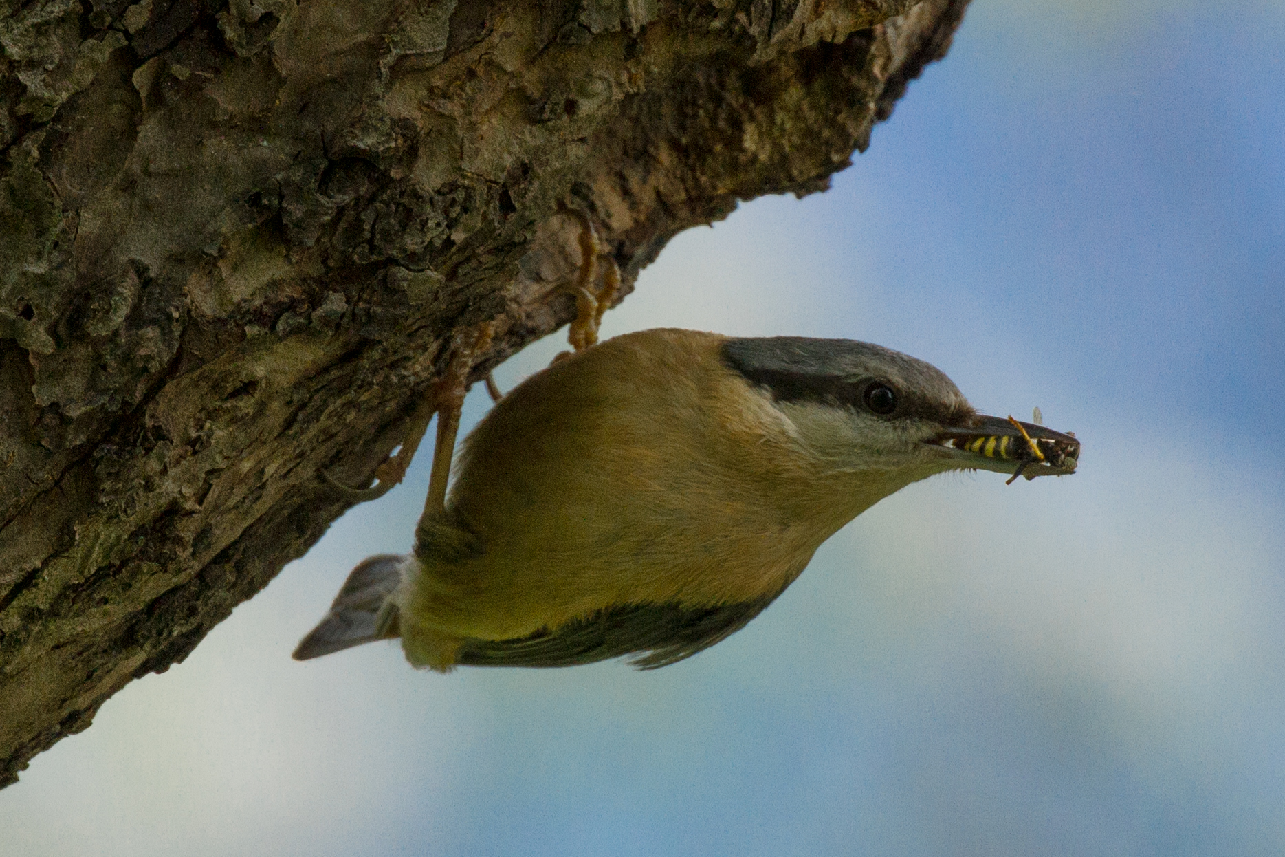 Mason Woodpecker...