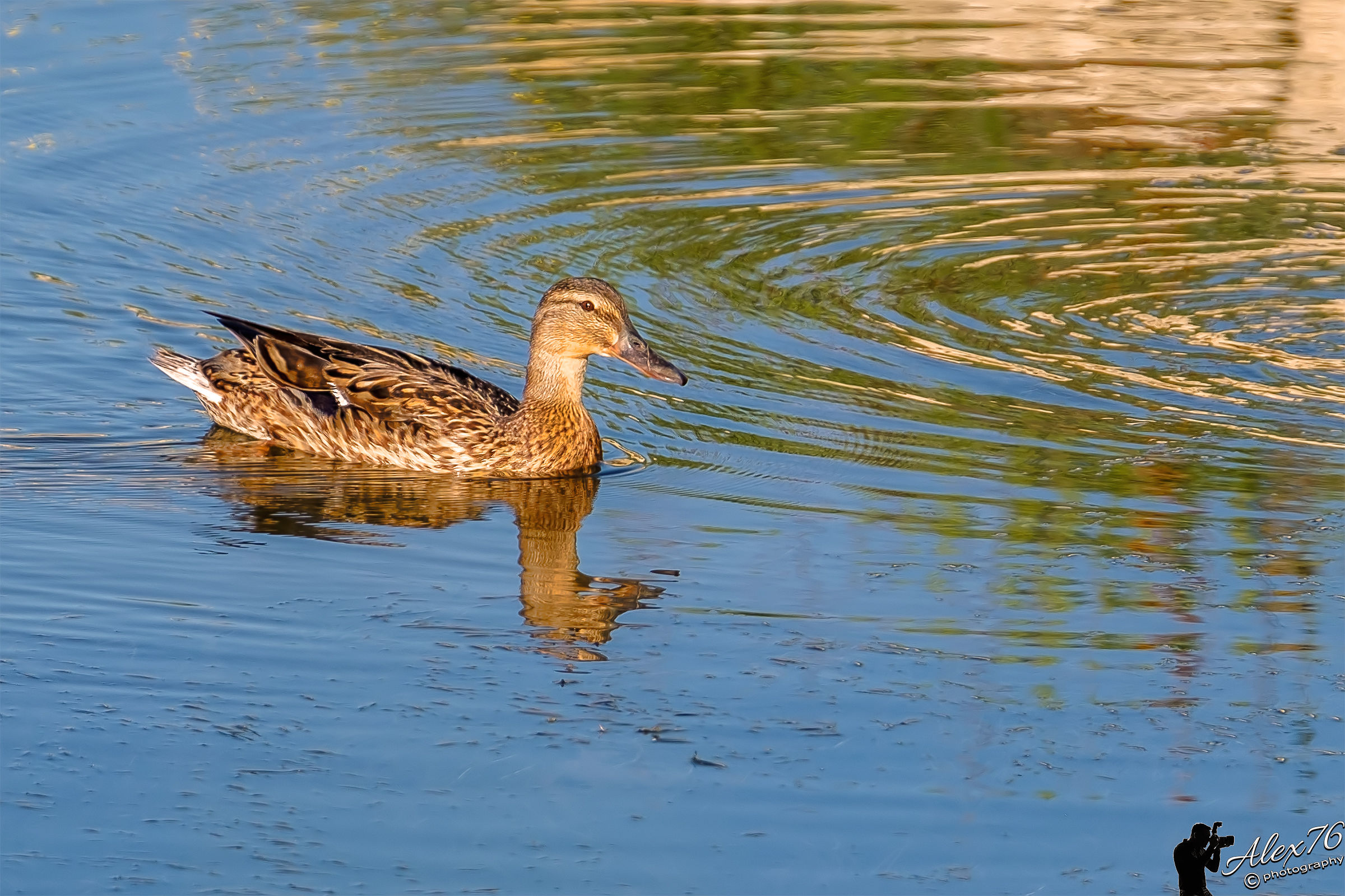 Germano reale femmina (Anas platyrhynchos)...