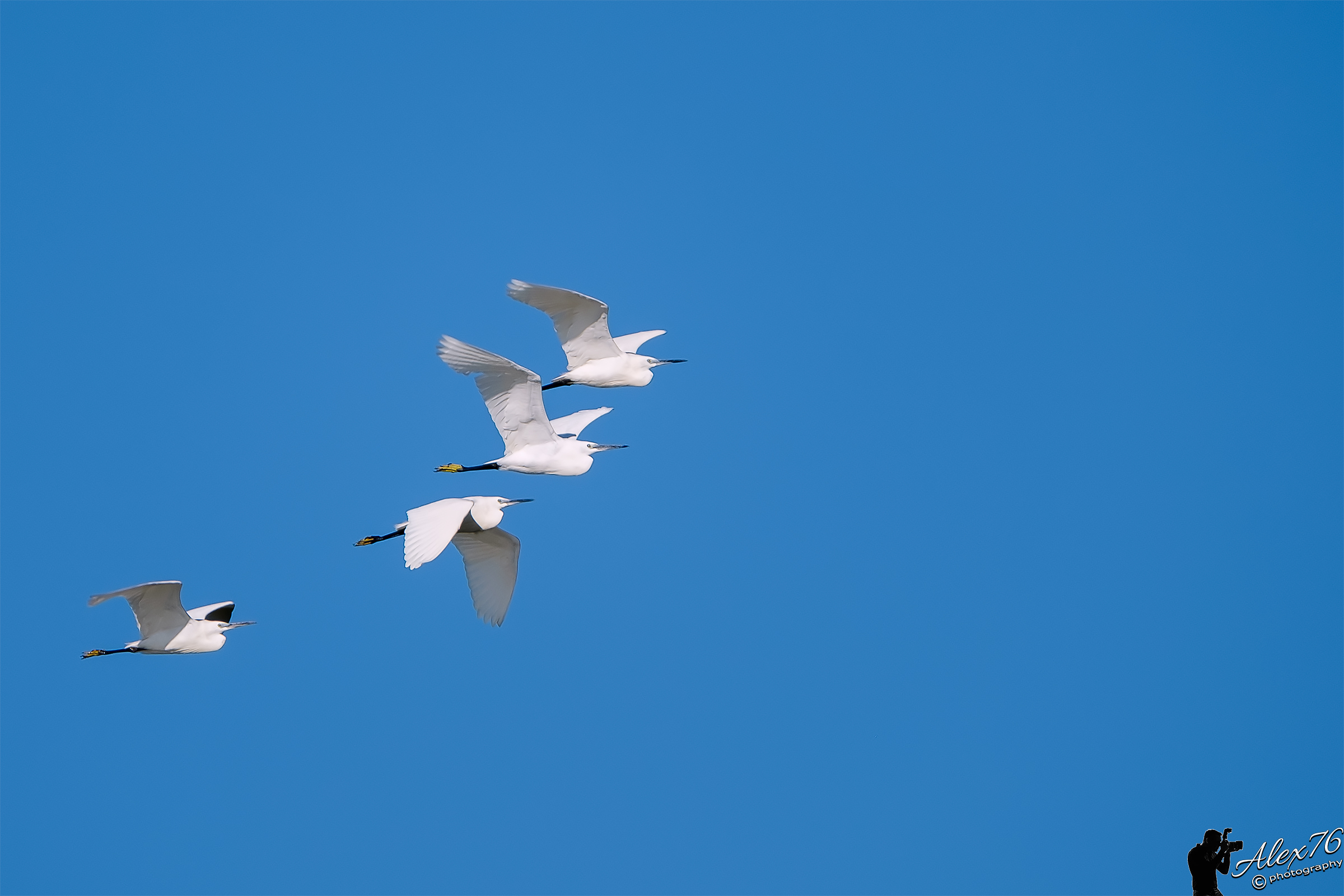 Squadron of Egrets...