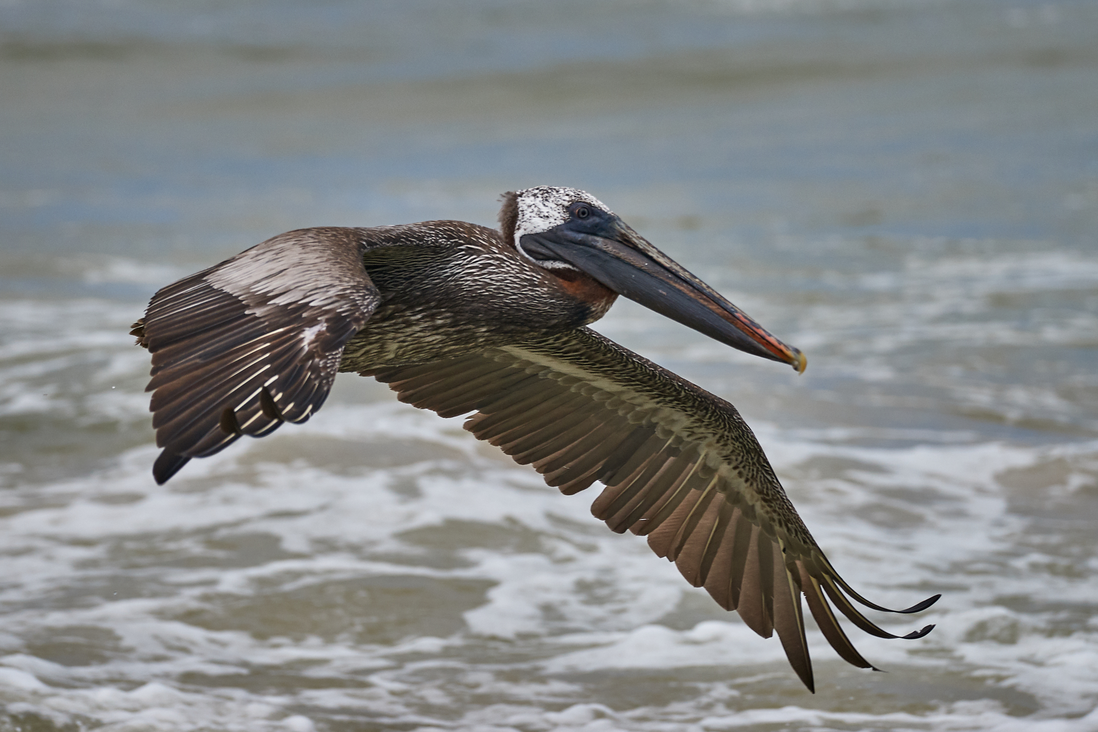 Galapagos Pelican...
