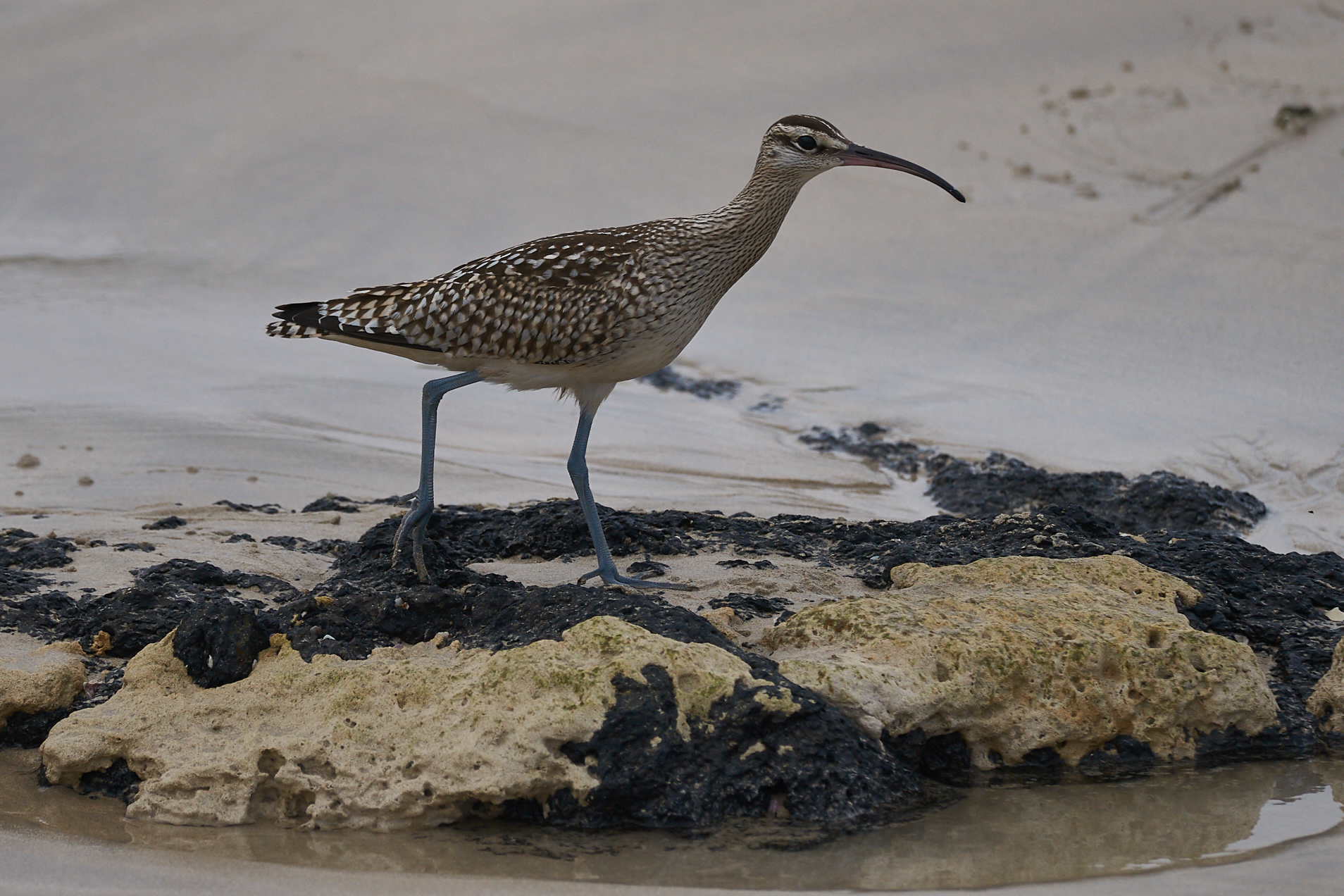 Curlew Small...
