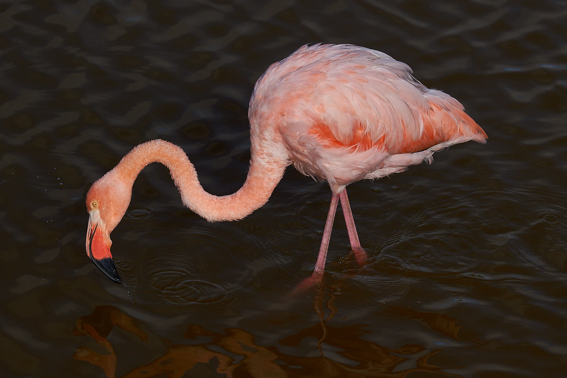 Pink Flamingo...