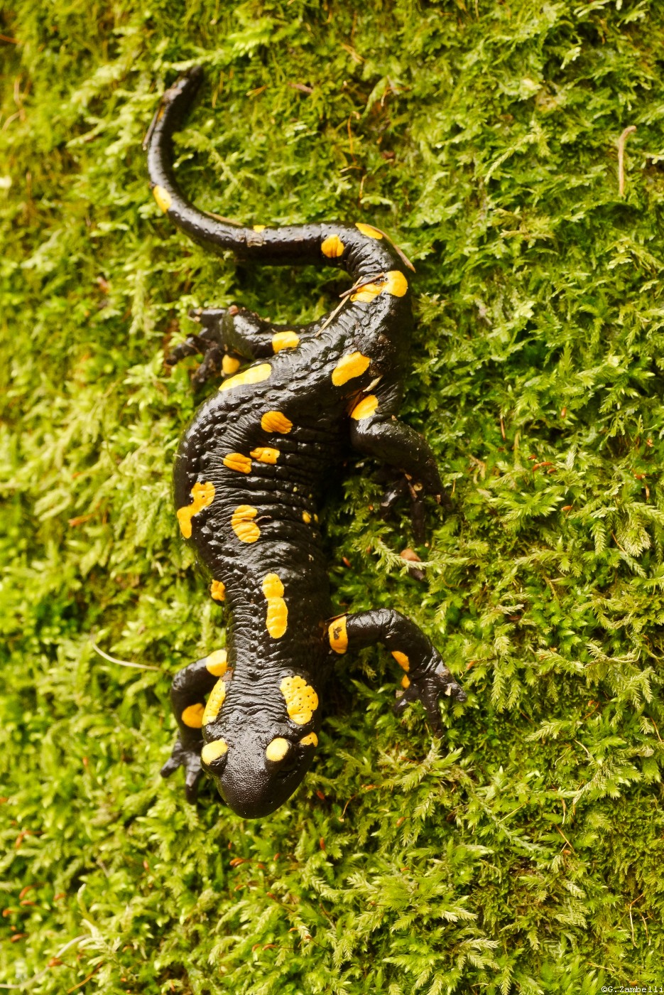 Salamander, springs of the Enna stream...