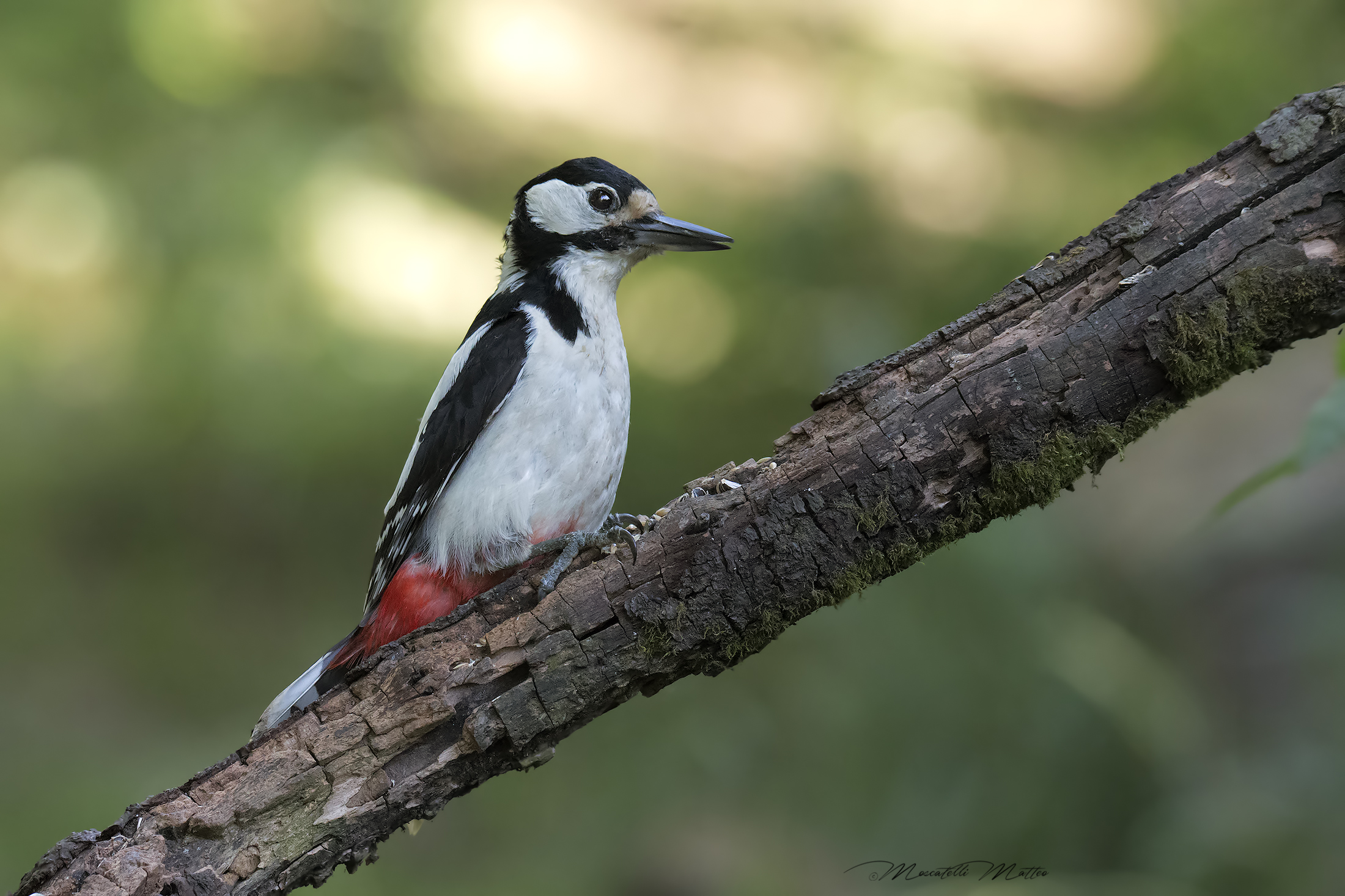 Big Red Woodpecker Female...
