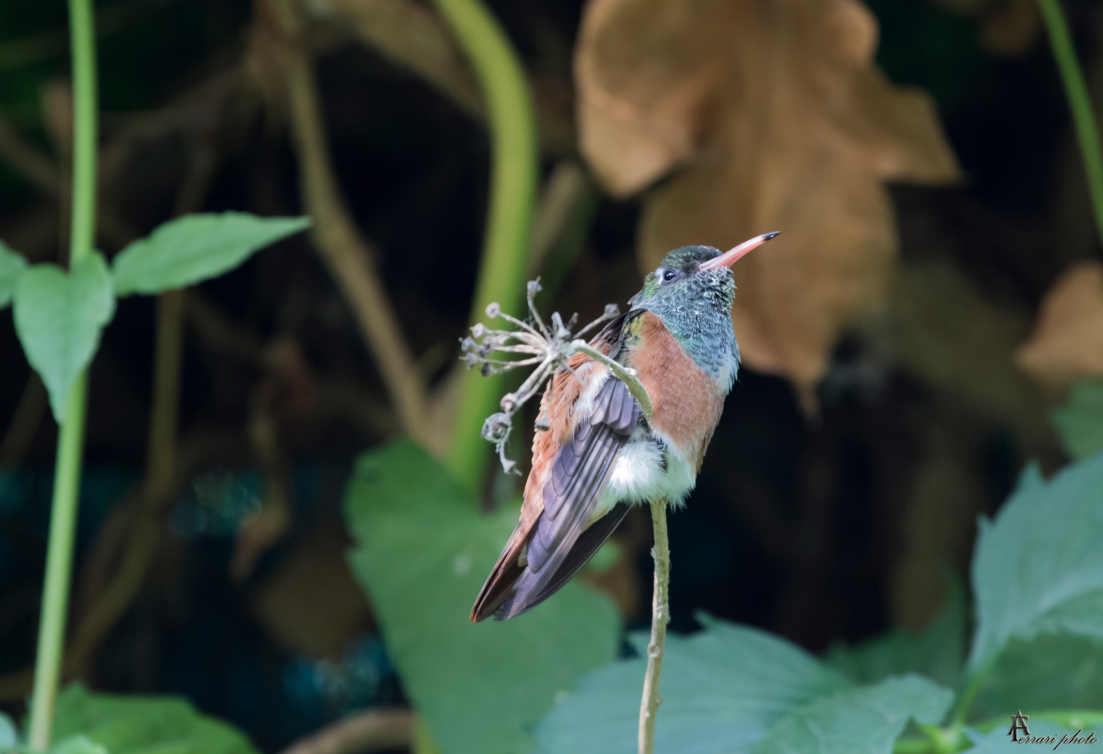 Colibrí...