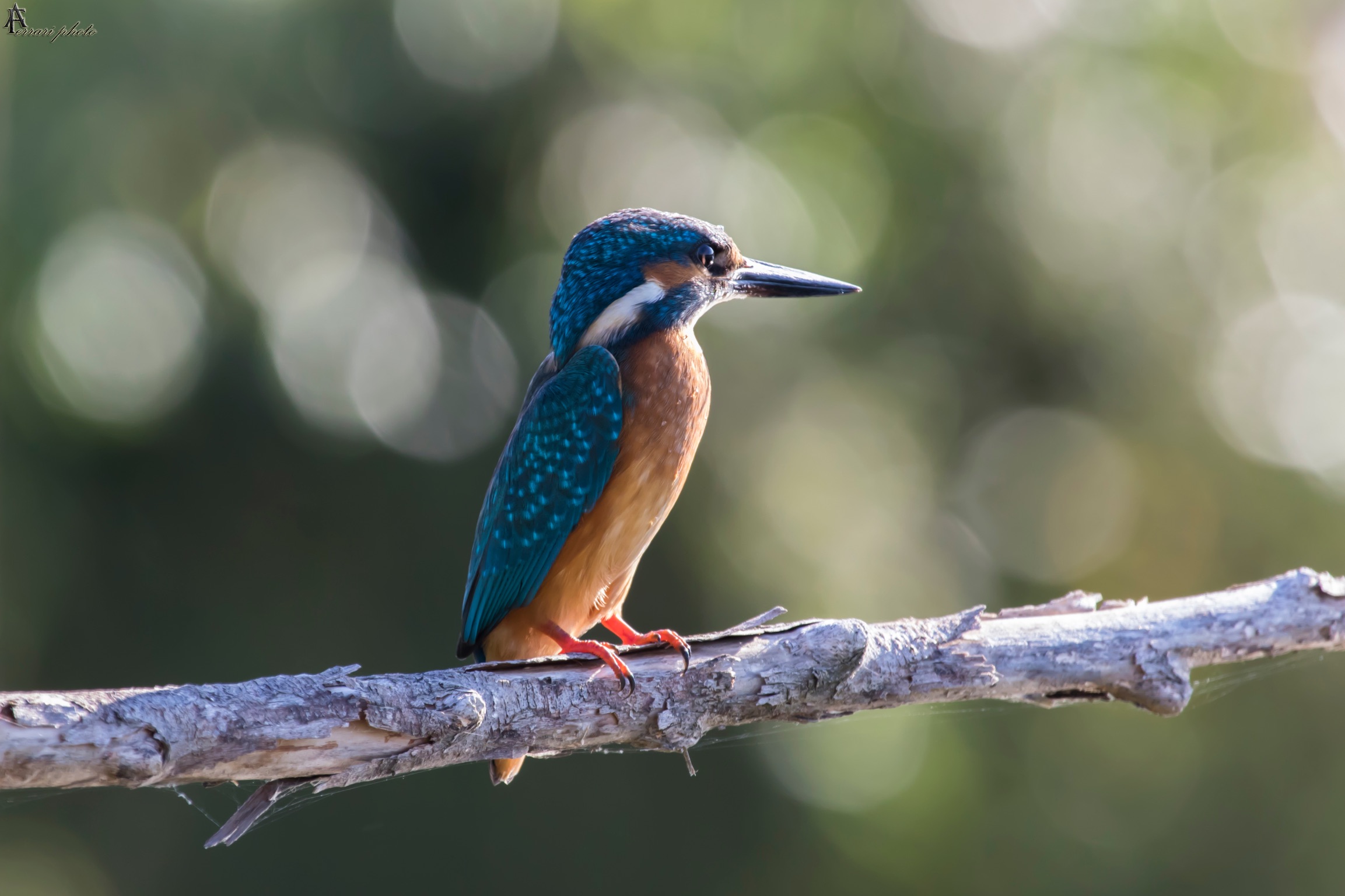 Kingfisher...