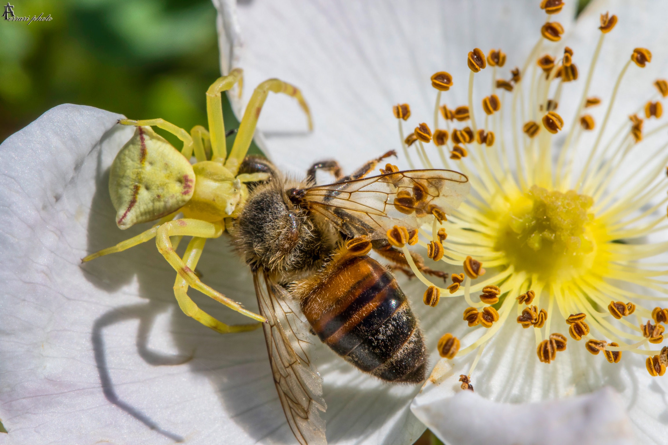 Dead Nectarine Bee...