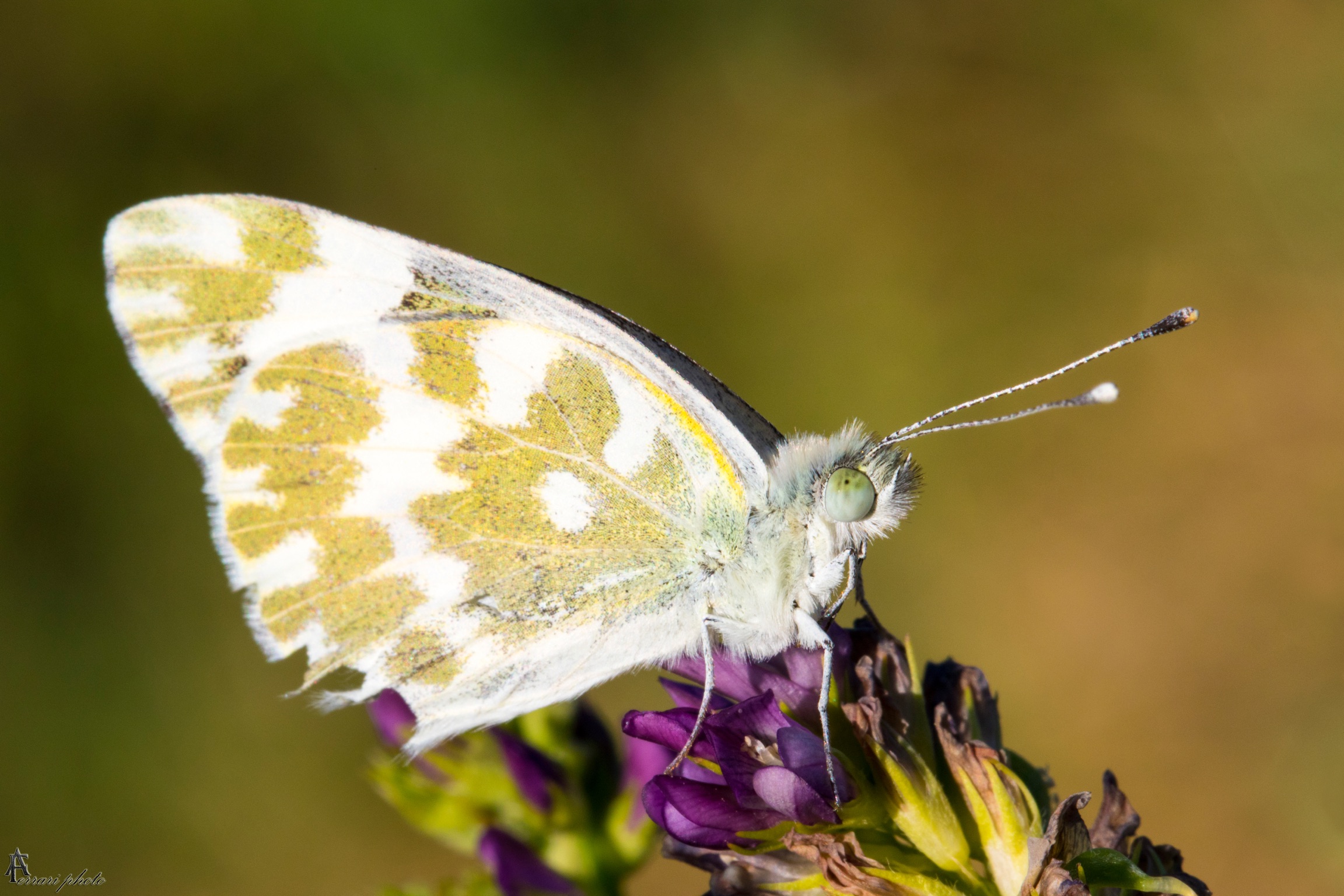 Butterfly...