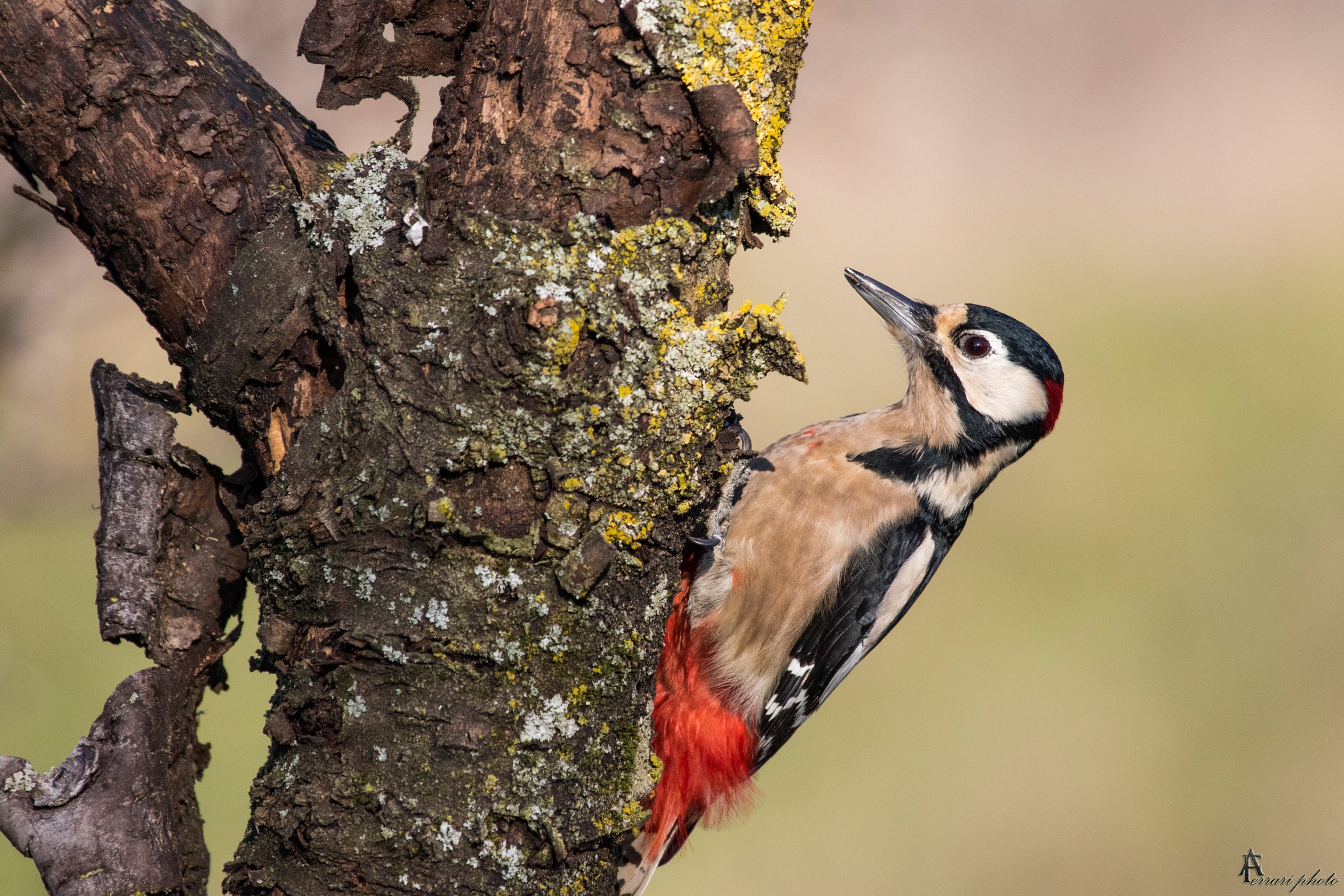 Senior Red Woodpecker...