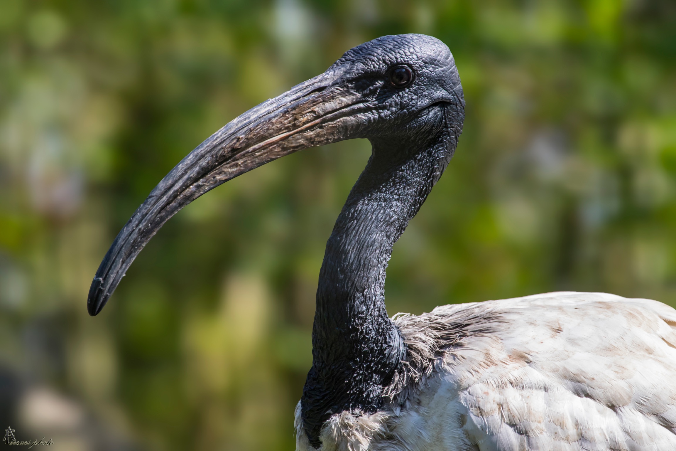 Crane...