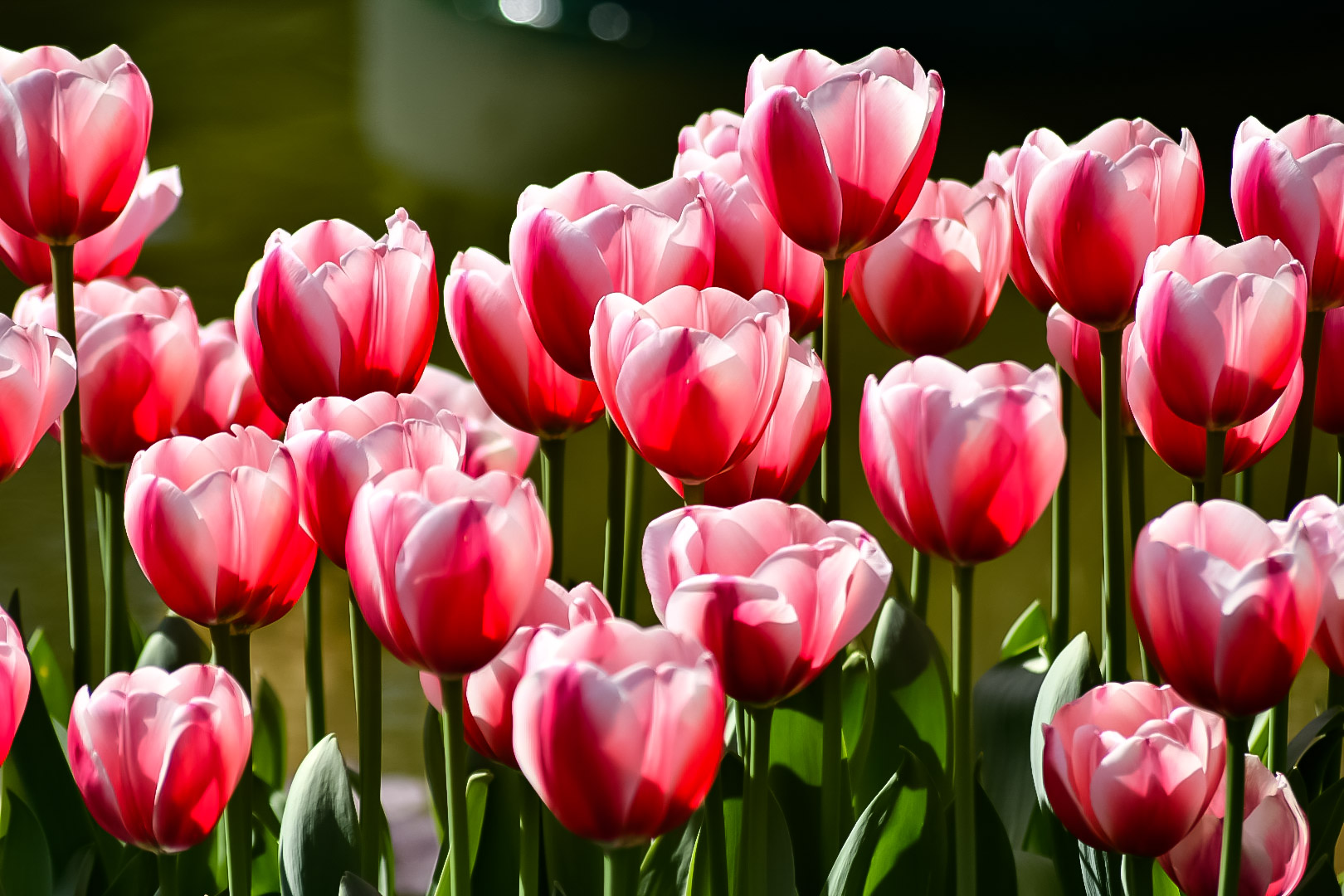 White Pink Tulips...
