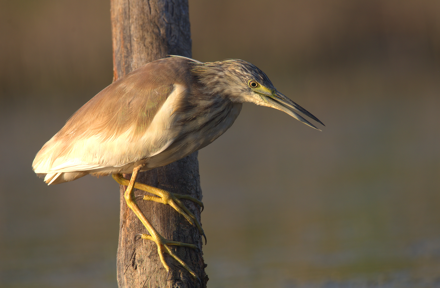 Squacco Tuft...