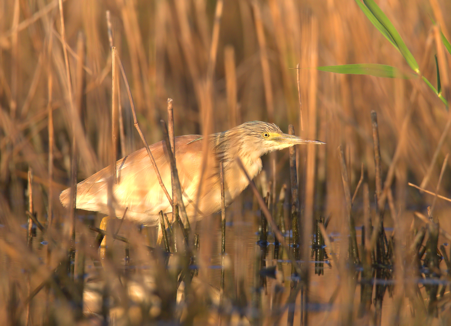 Squacco Tuft...
