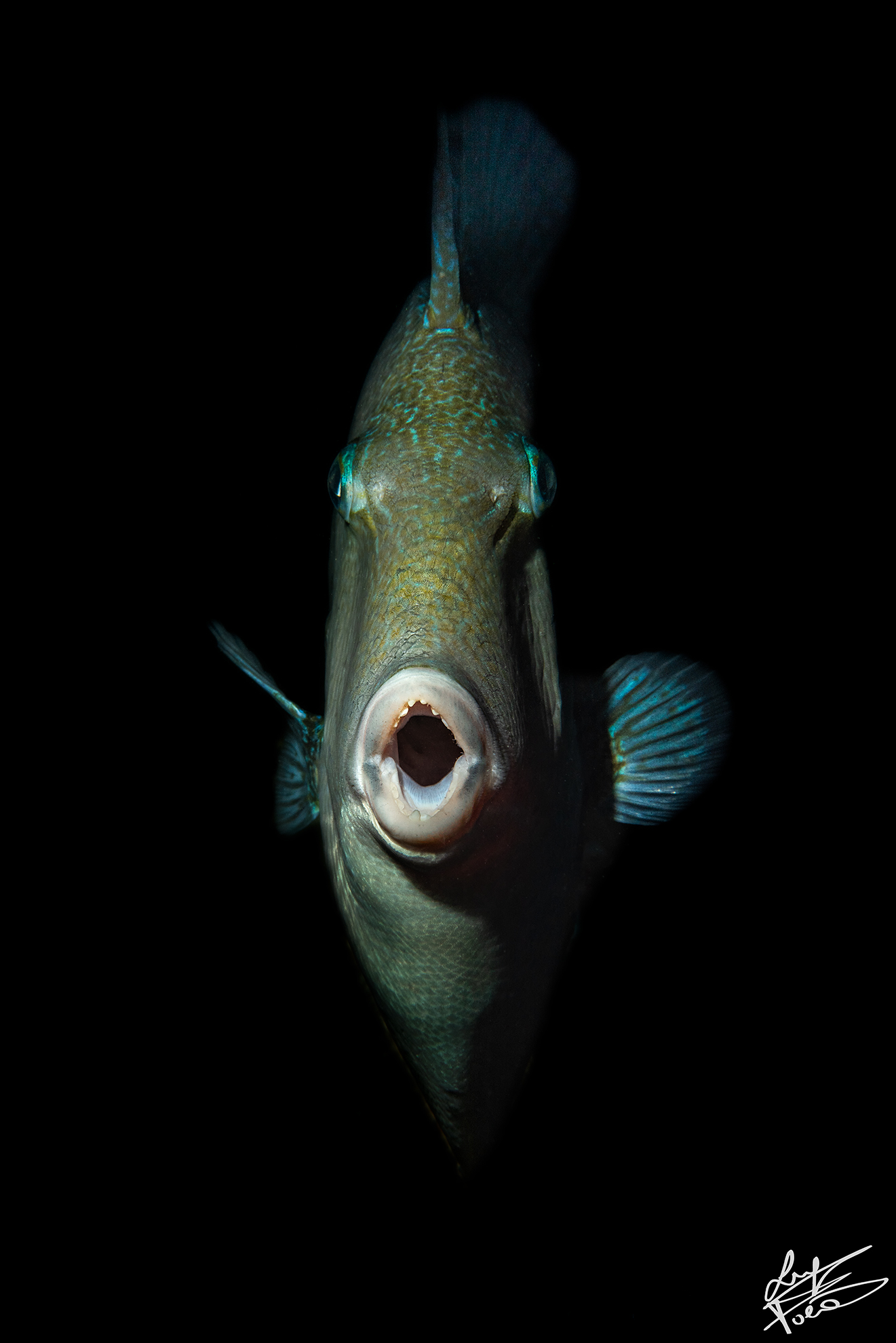 Pesce Balestra mediterraneo (Balistes capriscus)...