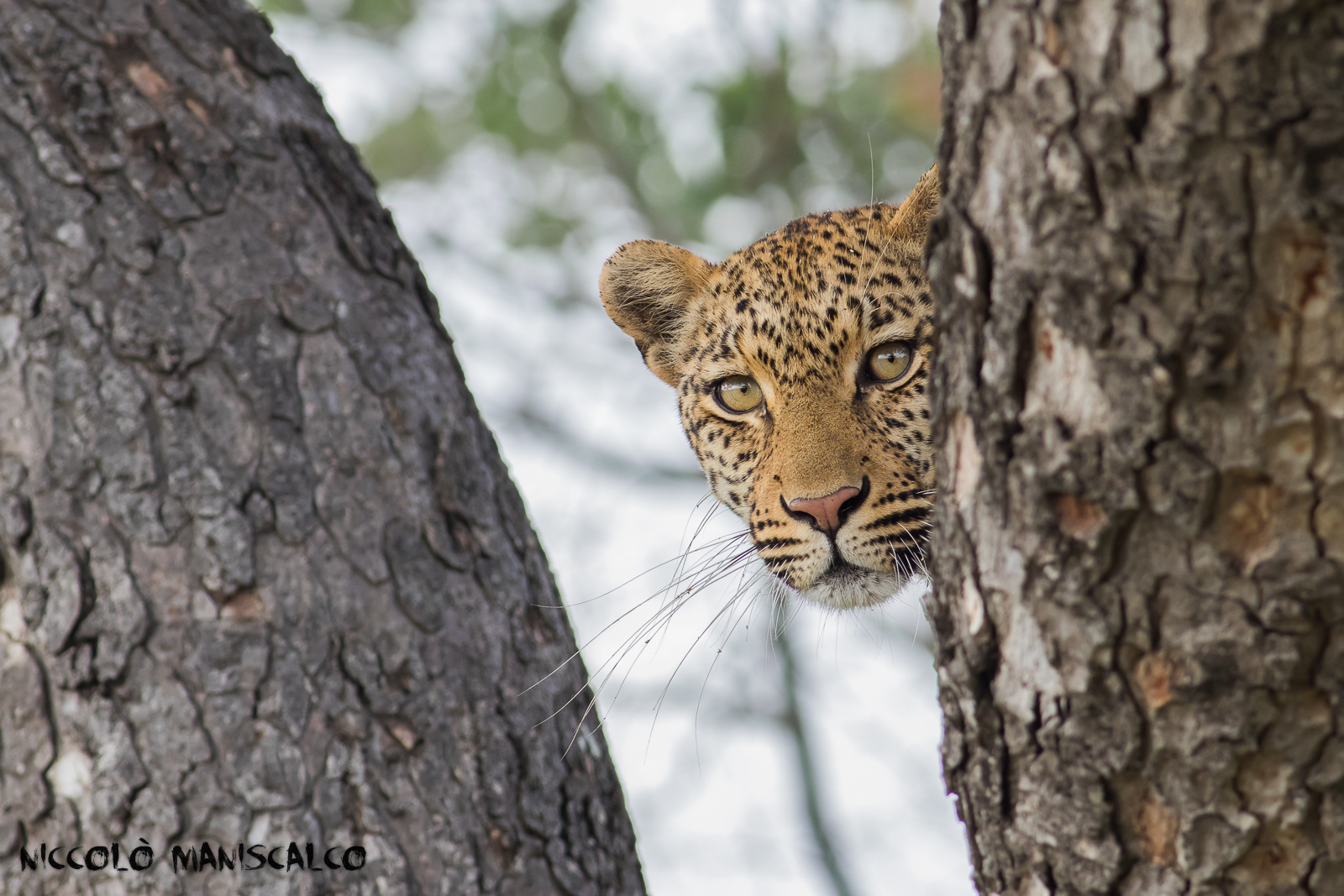Il Leopardo Curioso (Sudafrica)...